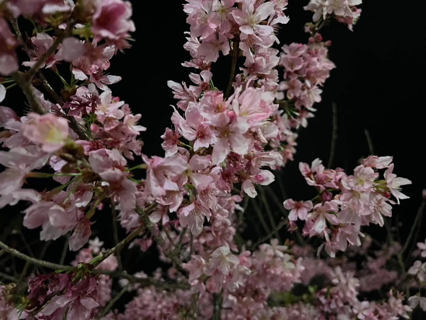 Spring Ground Resort