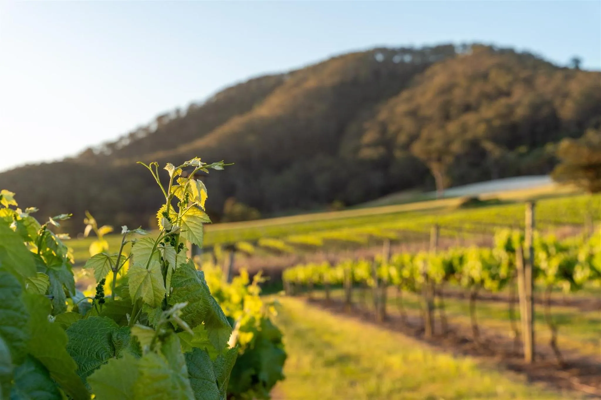 View (from property/room) in Coolangatta Estate Shoalhaven Heads