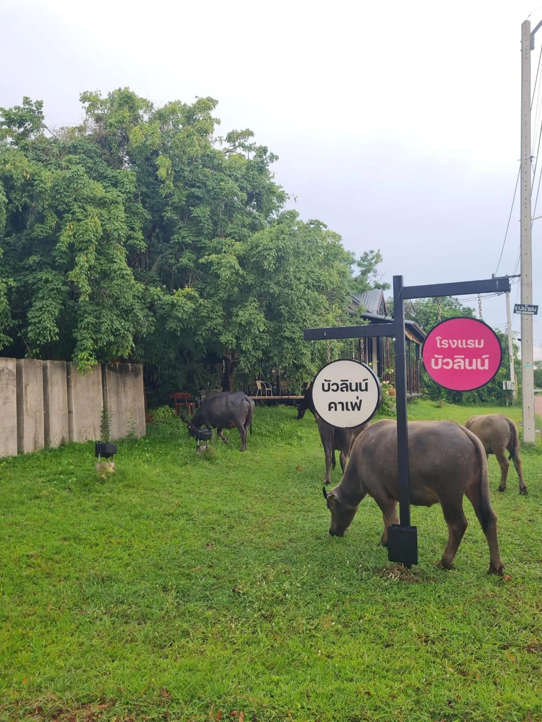 Natural landscape in Bualinn Resort