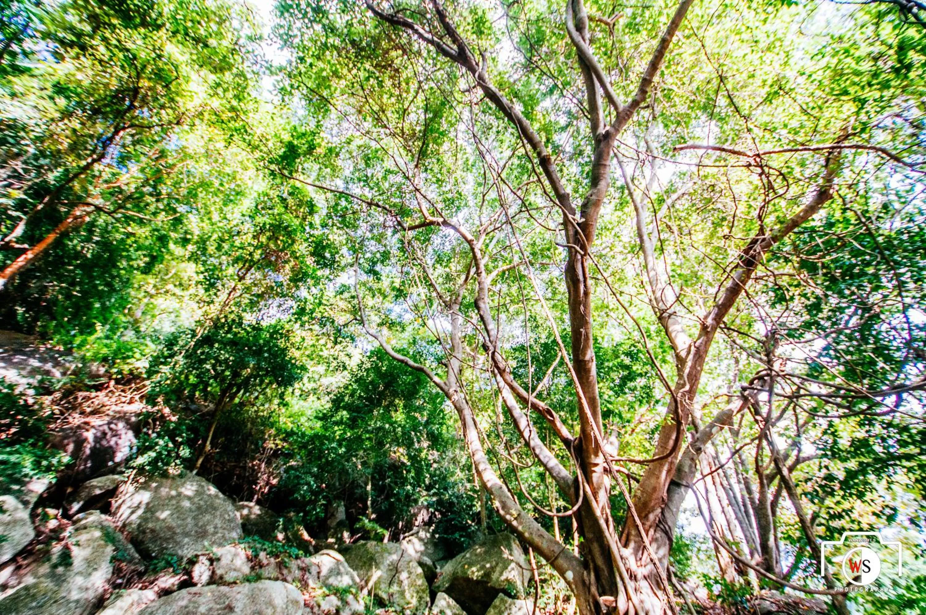 Natural landscape in Venus Resort