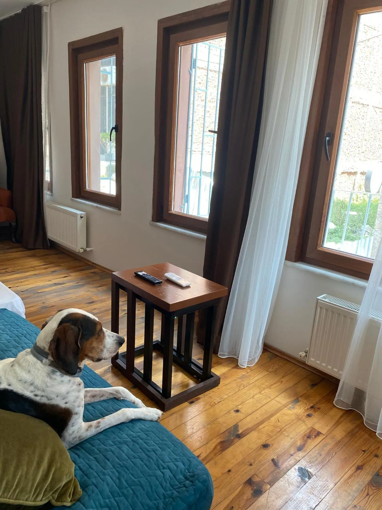 Pets in Istanbul Hub Flats