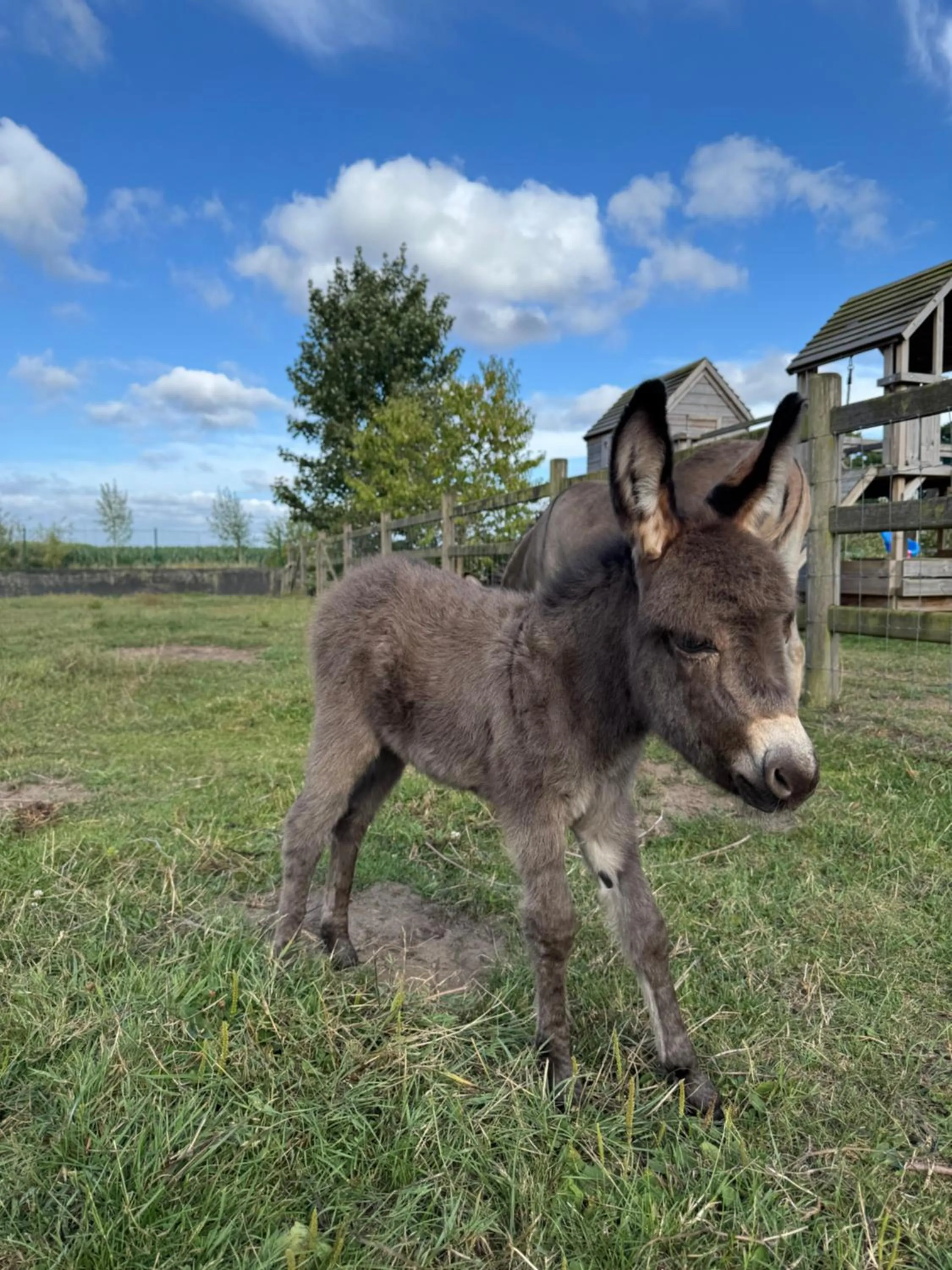 Animals in Hoeve Chartreuse