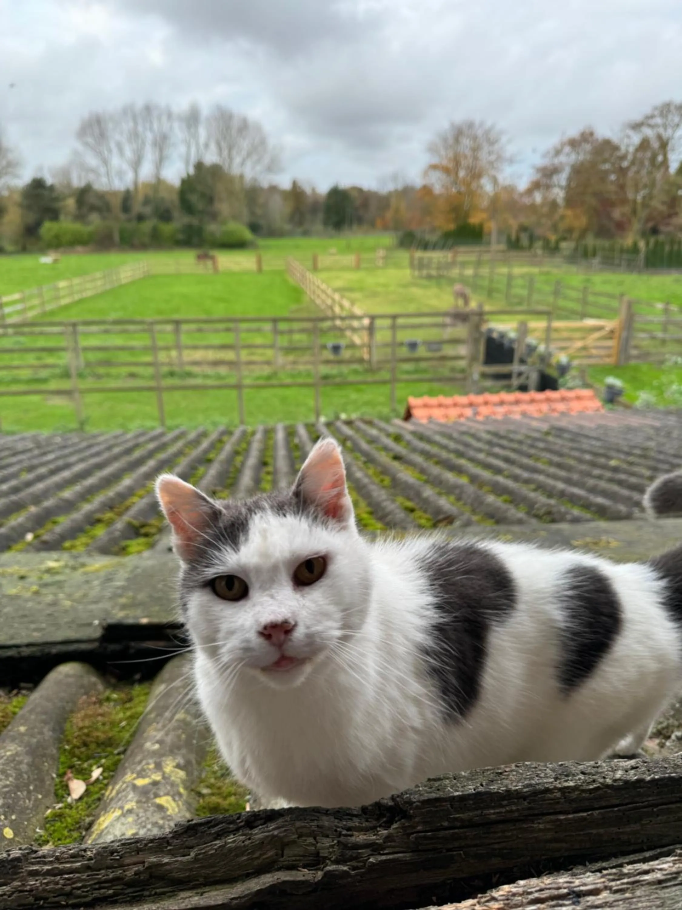 Pets in Hoeve Chartreuse