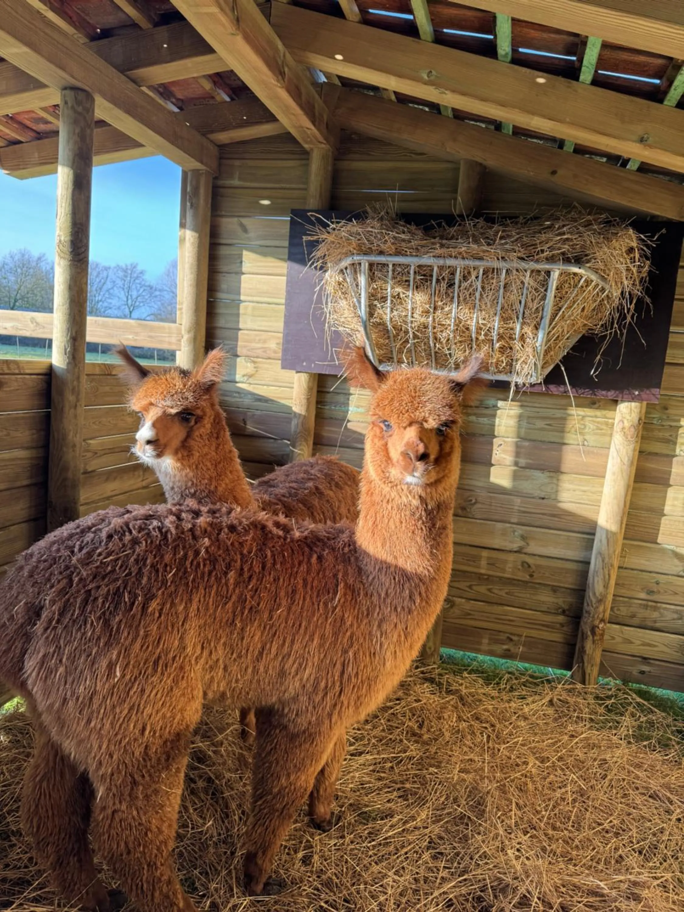 Animals in Hoeve Chartreuse