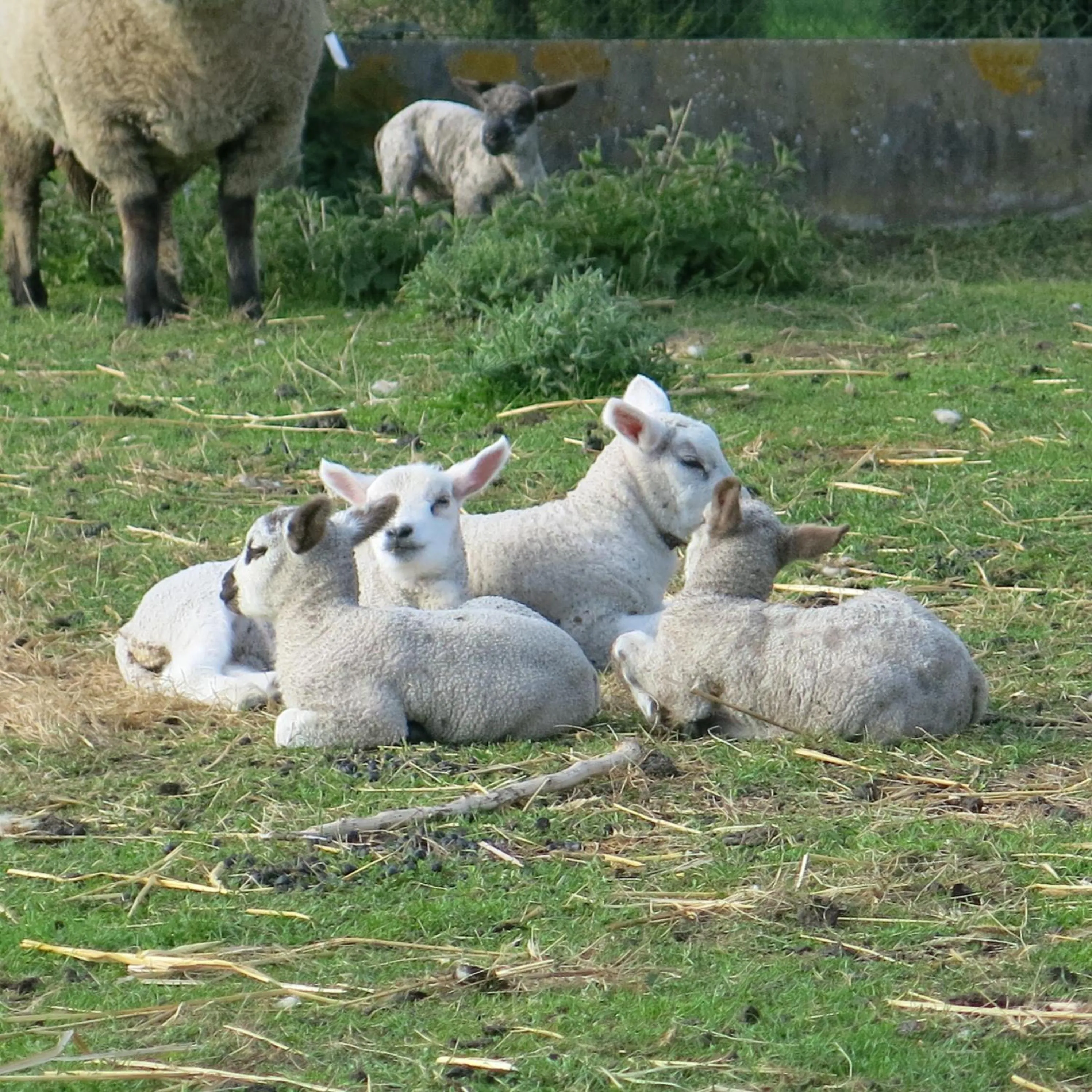 Animals in Hoeve Chartreuse