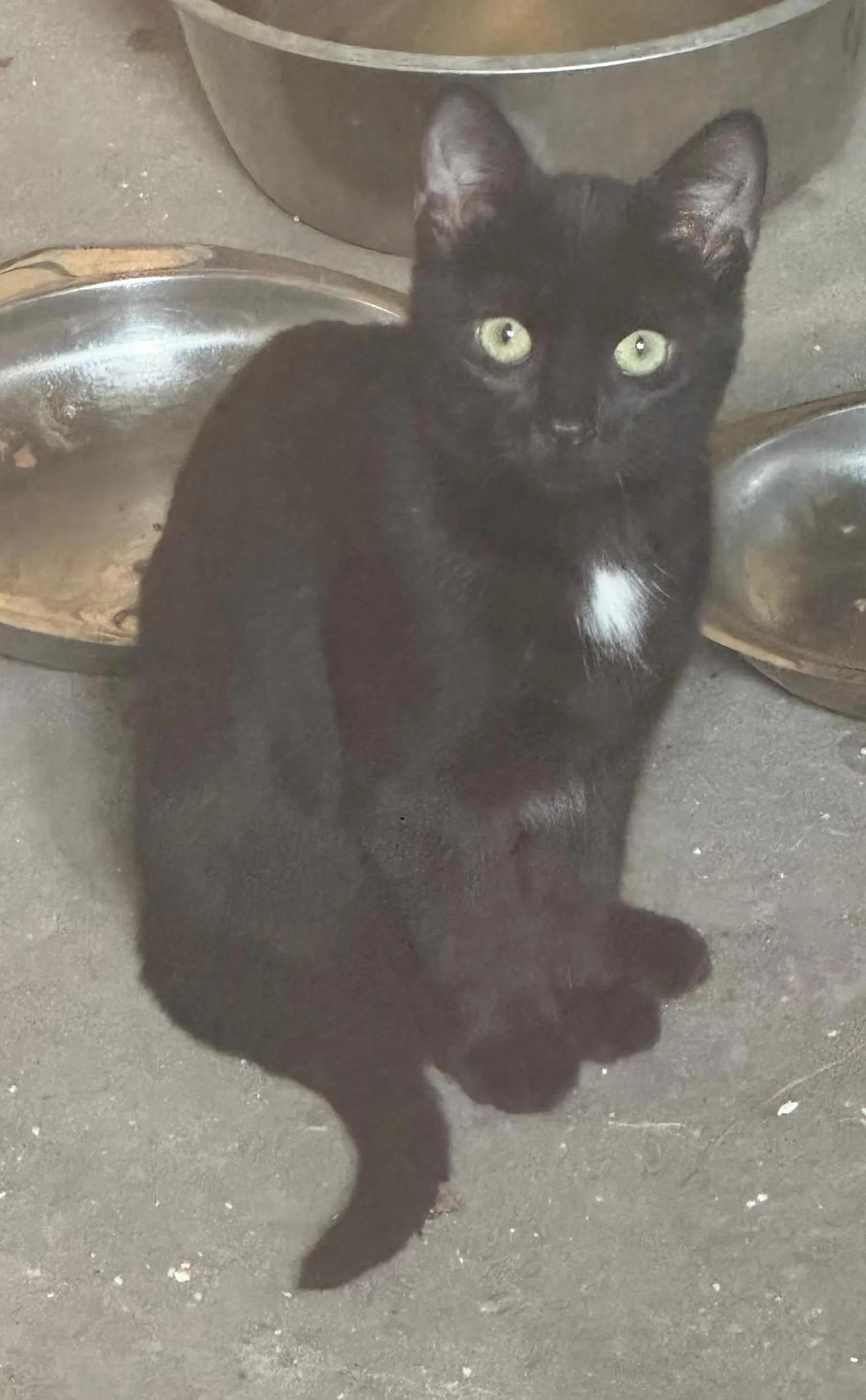 Pets in Hoeve Chartreuse