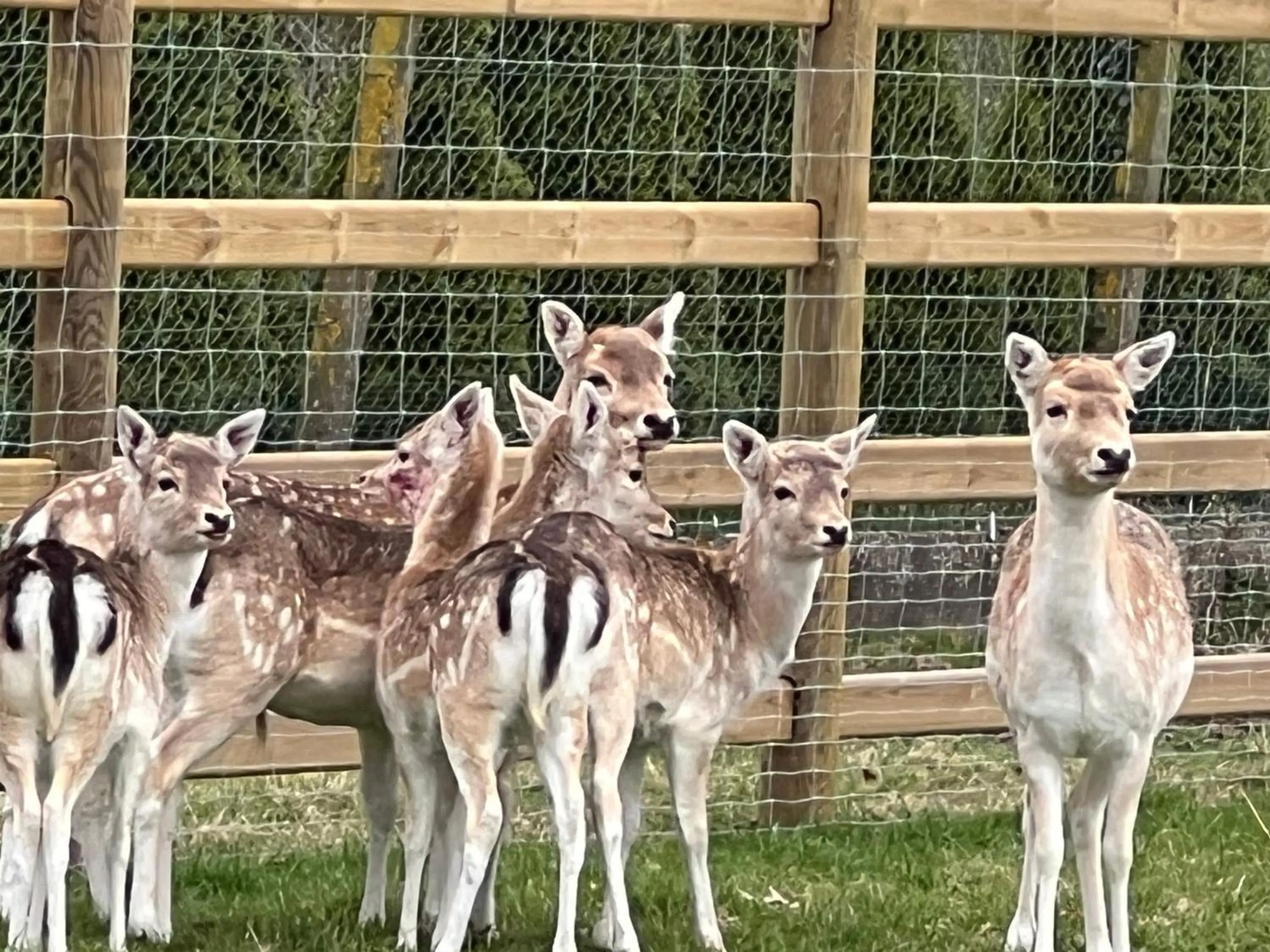 Animals in Hoeve Chartreuse