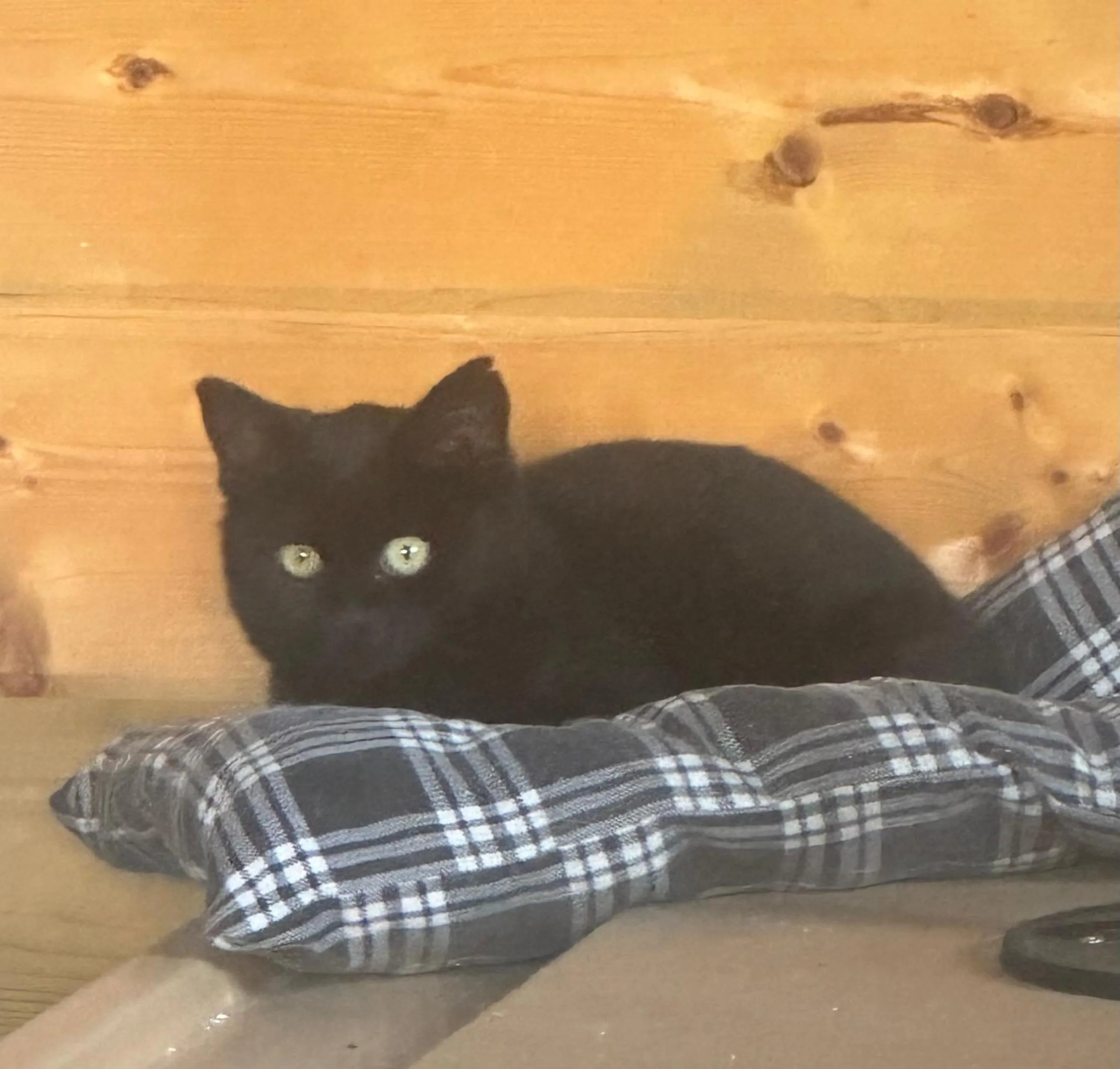 Pets in Hoeve Chartreuse