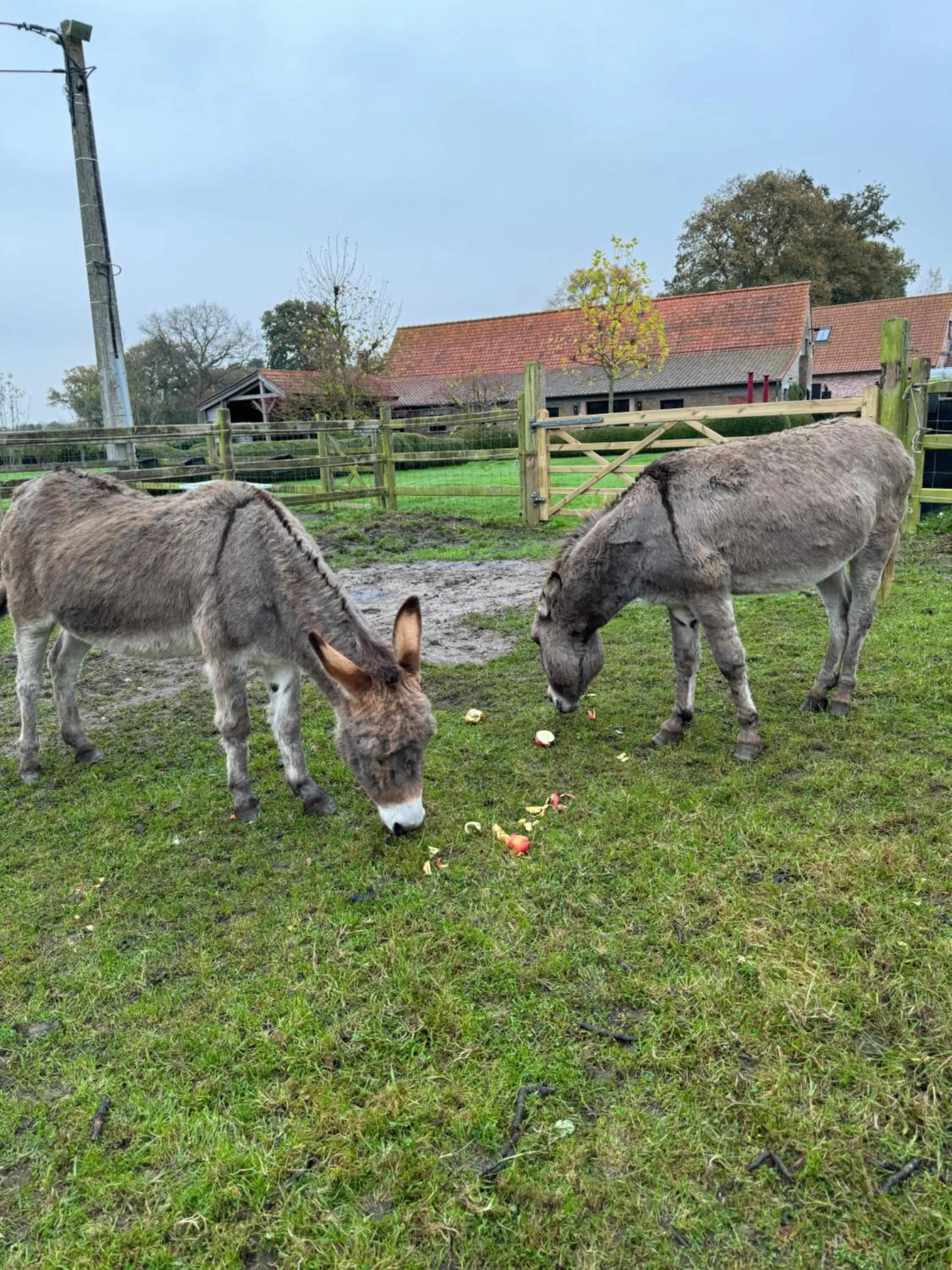 Animals in Hoeve Chartreuse