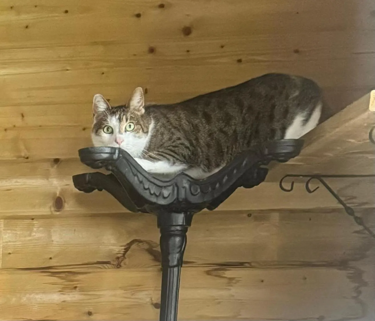 Pets in Hoeve Chartreuse