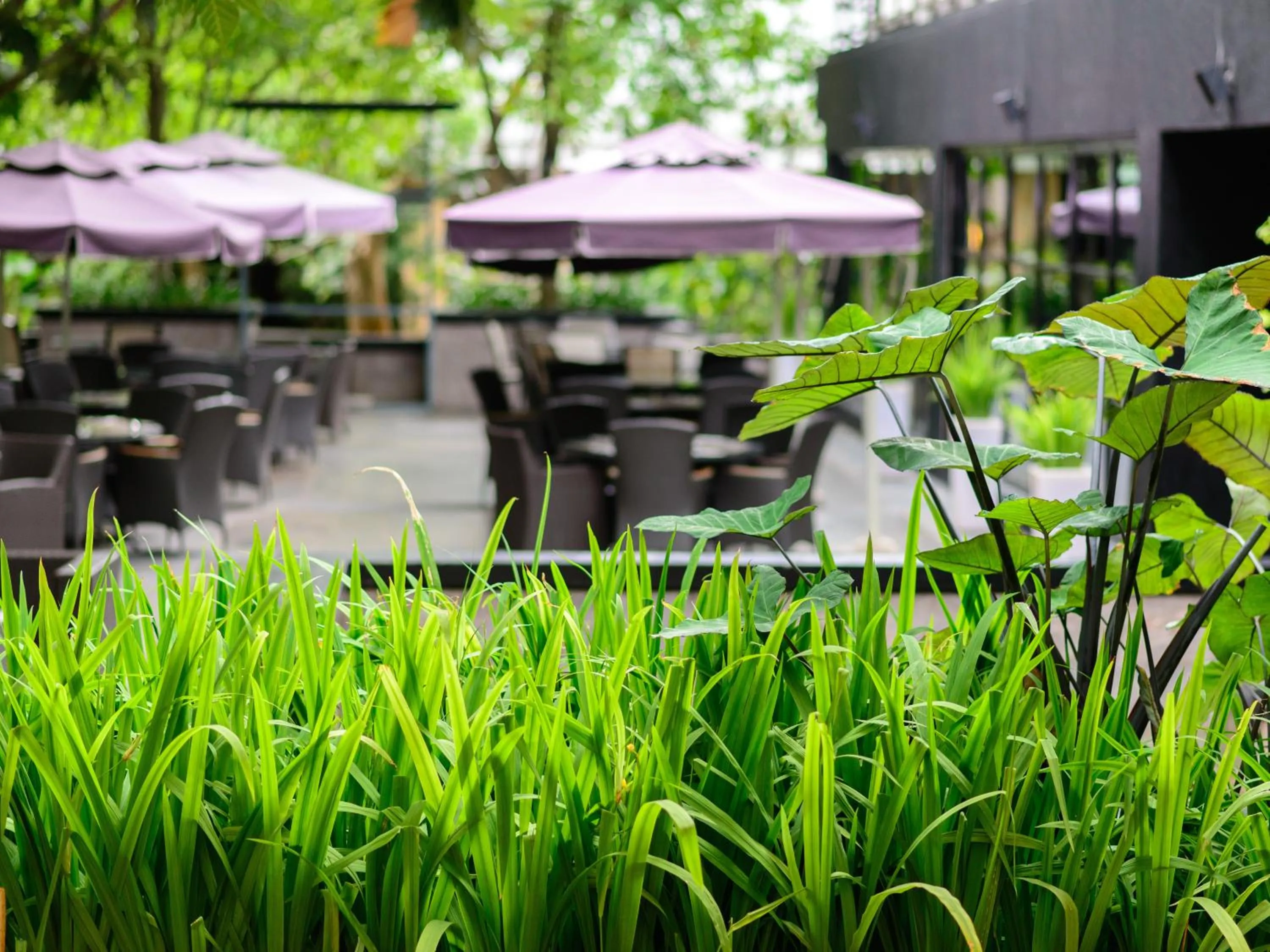 Restaurant/places to eat in The Greenery Resort Khao Yai