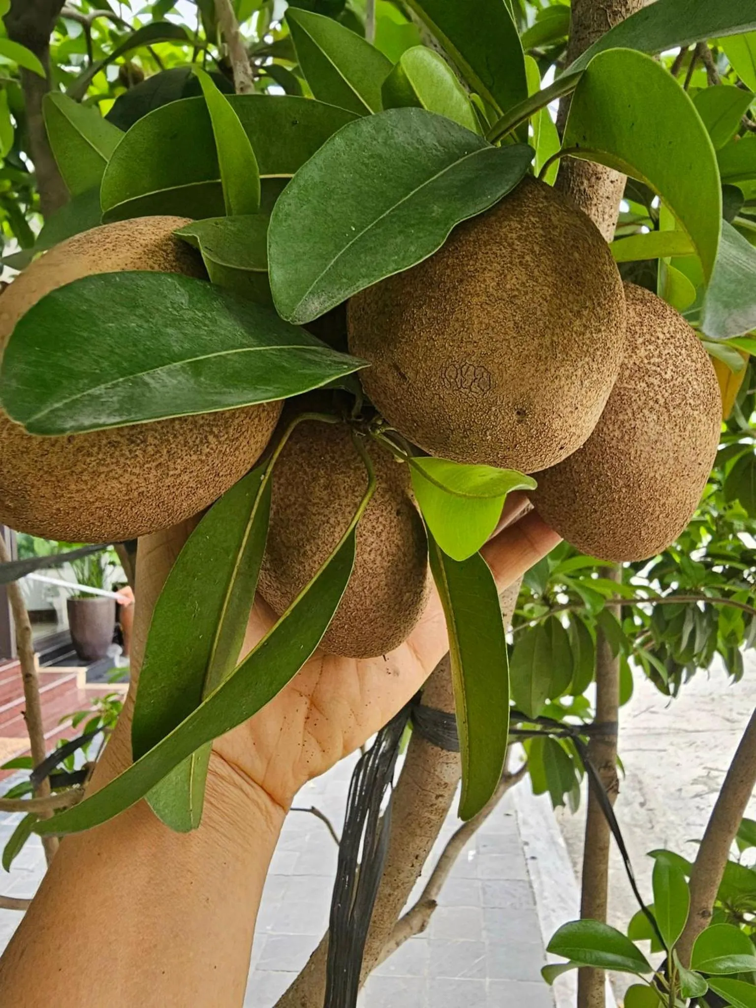Natural landscape in Lotus Hotel Ninh Bình