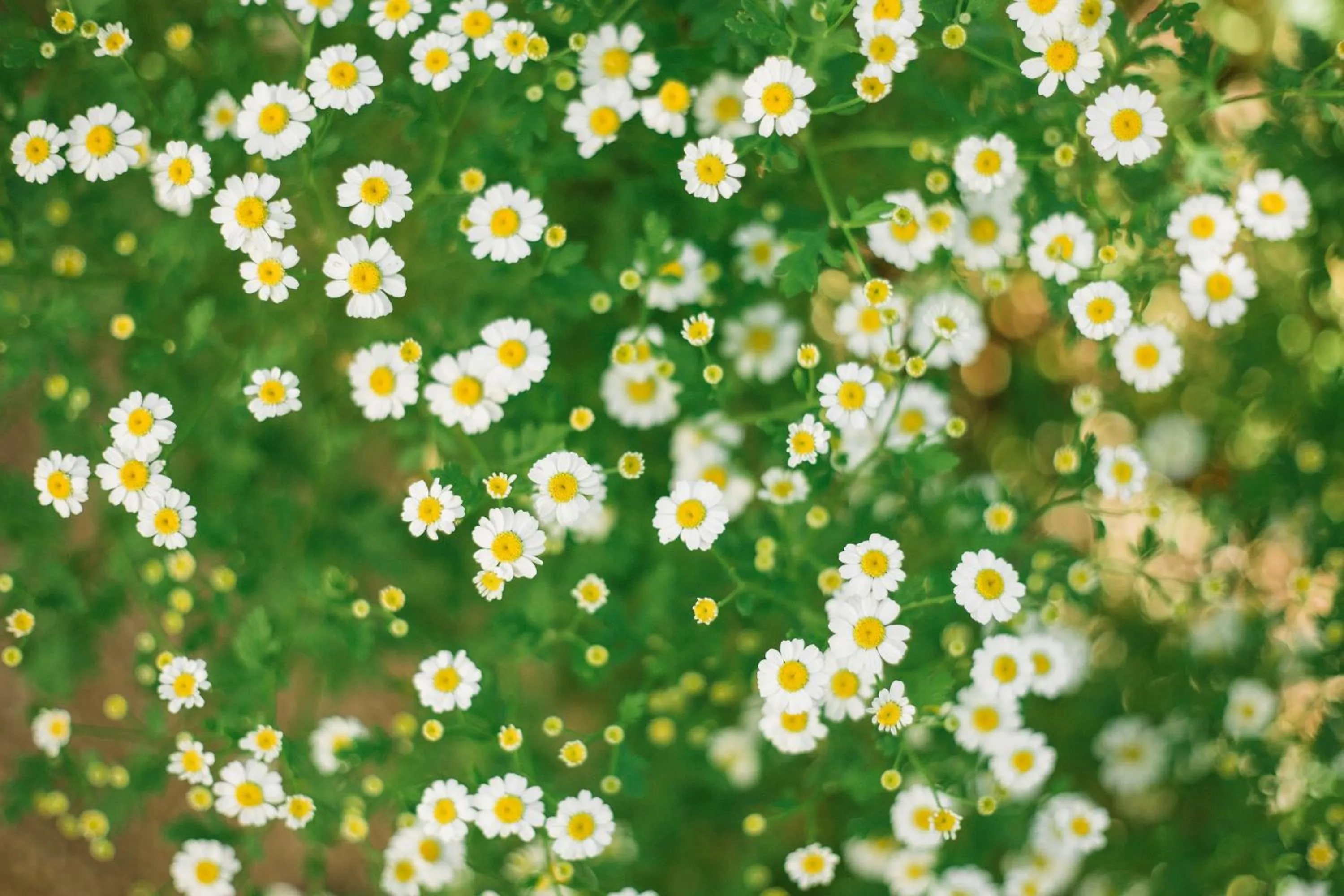Garden in Hotel Gasthof Zum Kirchenwirt