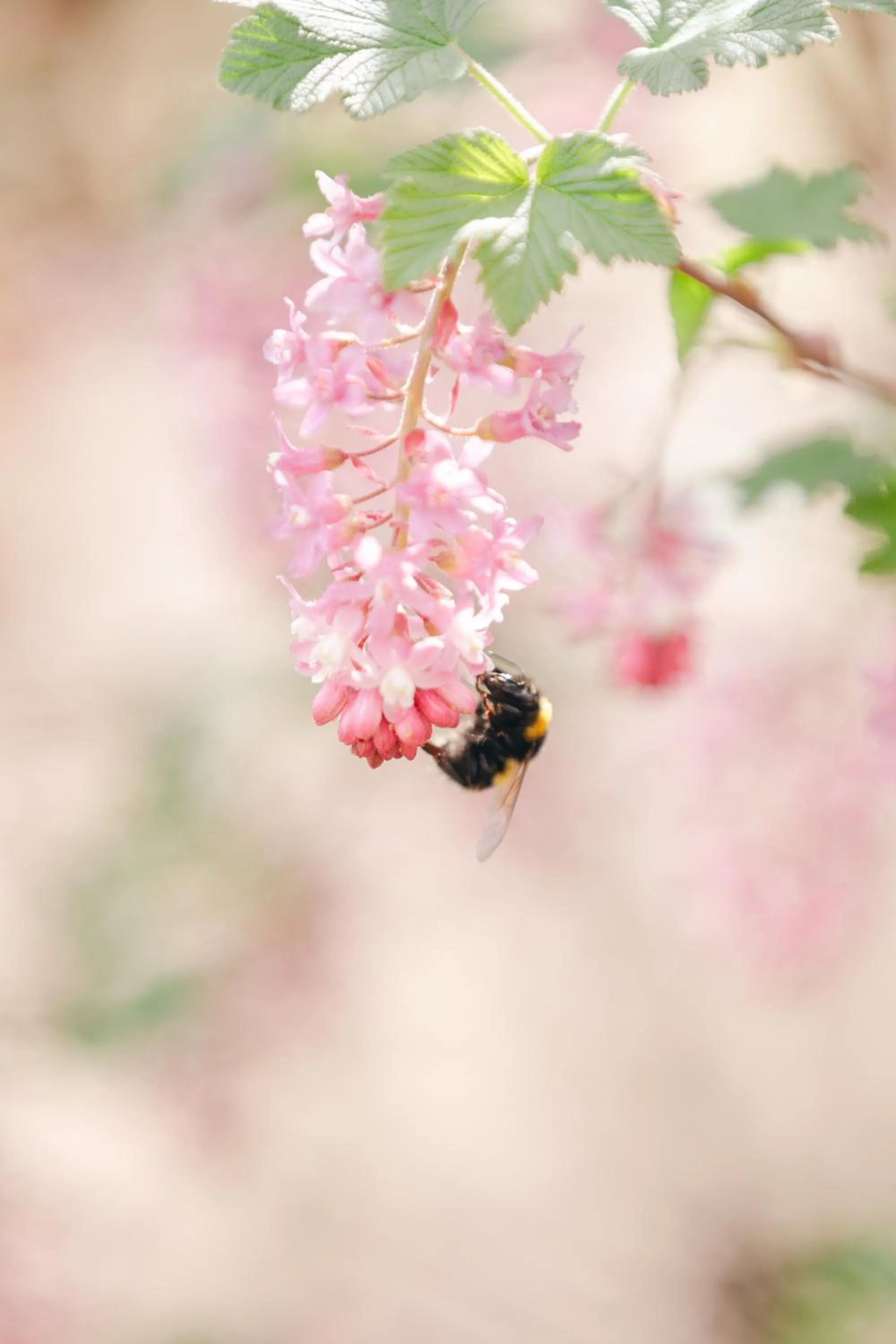 AUBERGE FRANKENBOURG