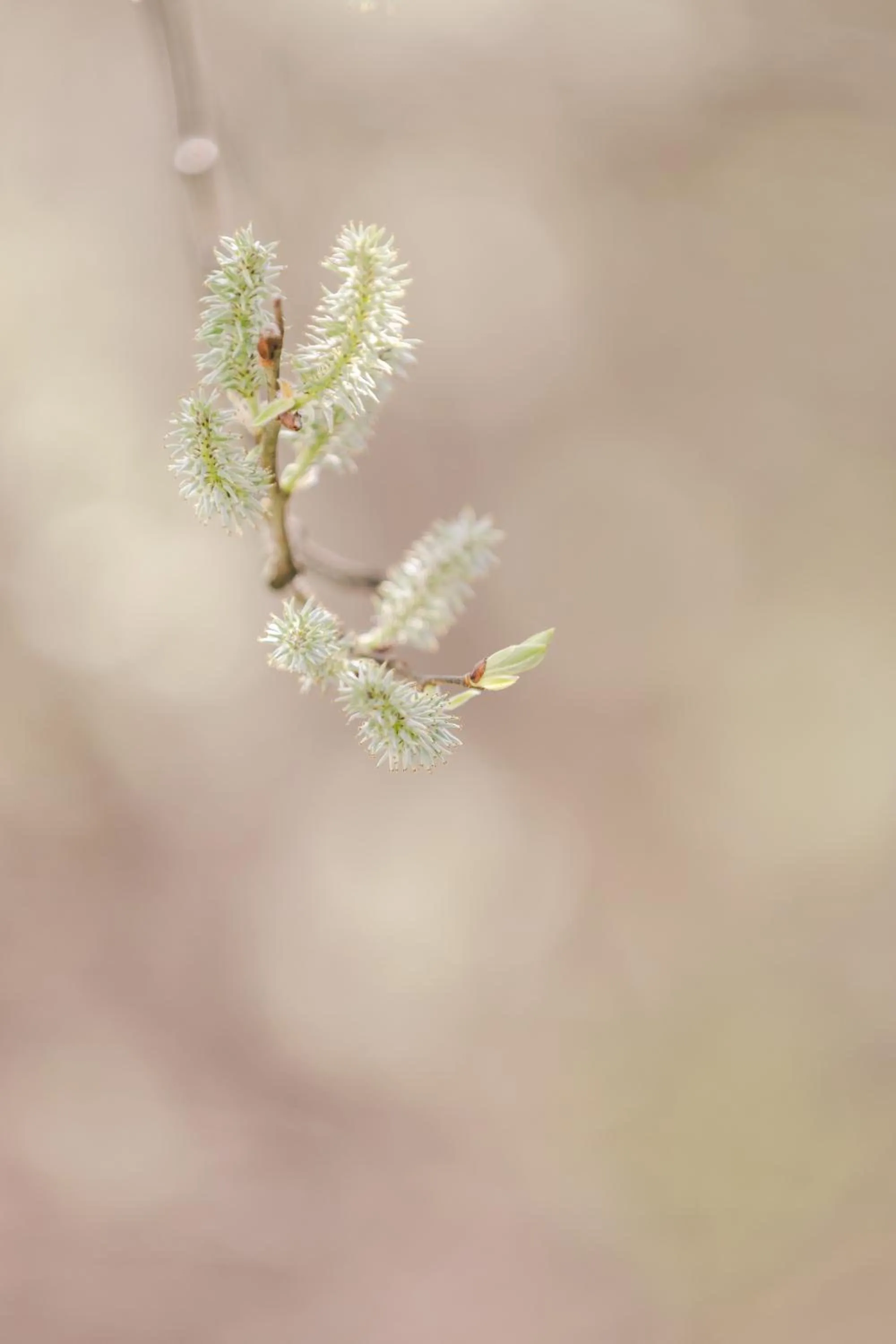 AUBERGE FRANKENBOURG