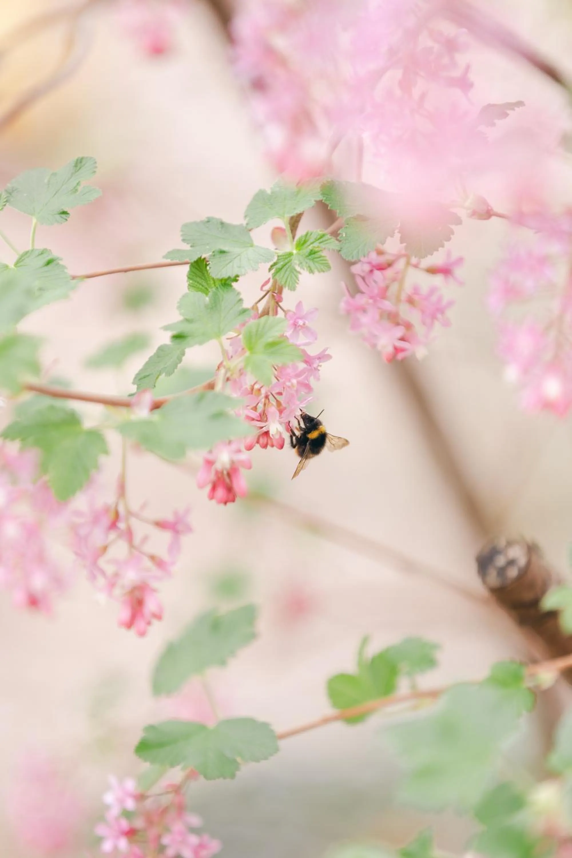 AUBERGE FRANKENBOURG