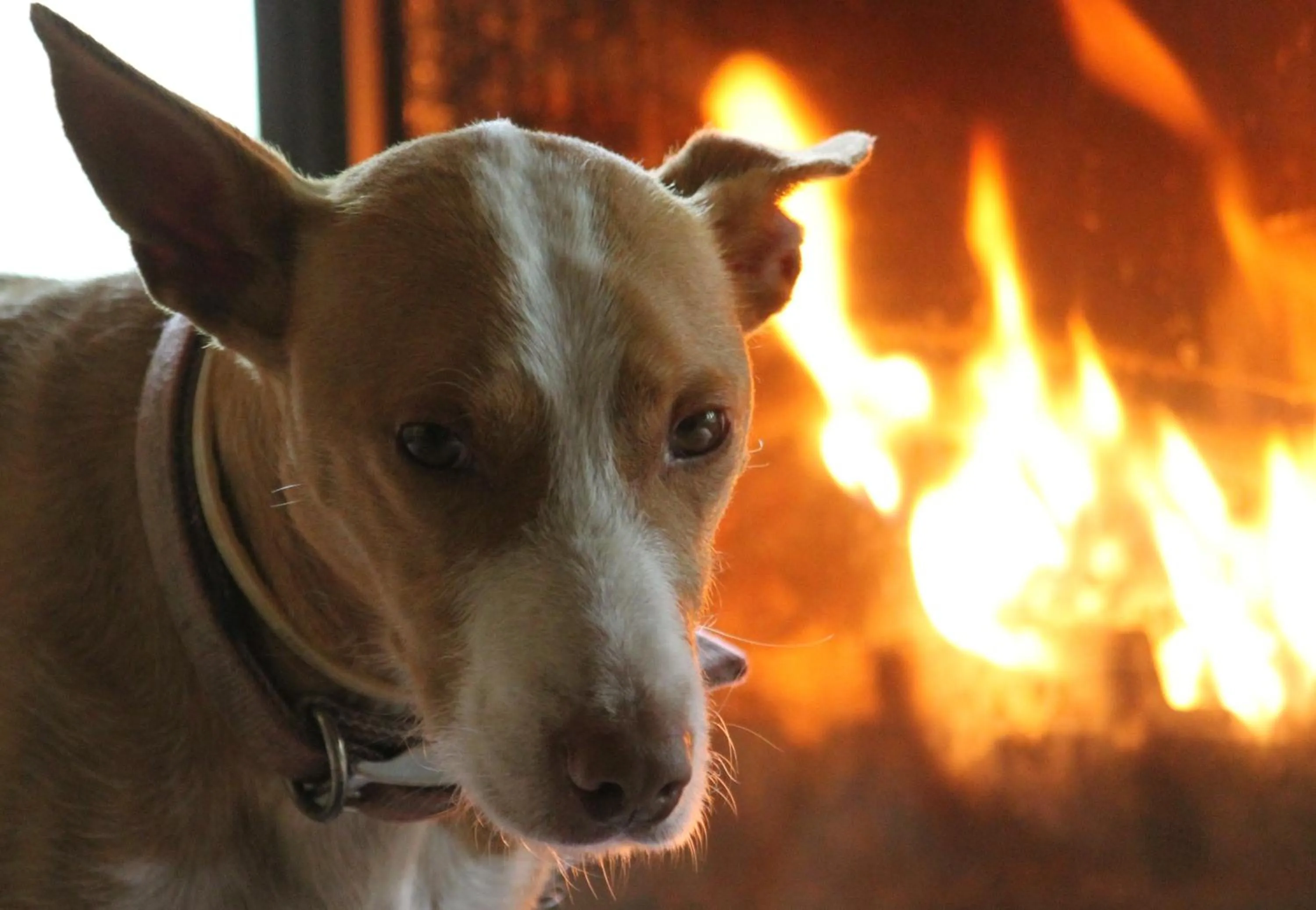 Pets in Casa Rural Ecológica Kaaño Etxea