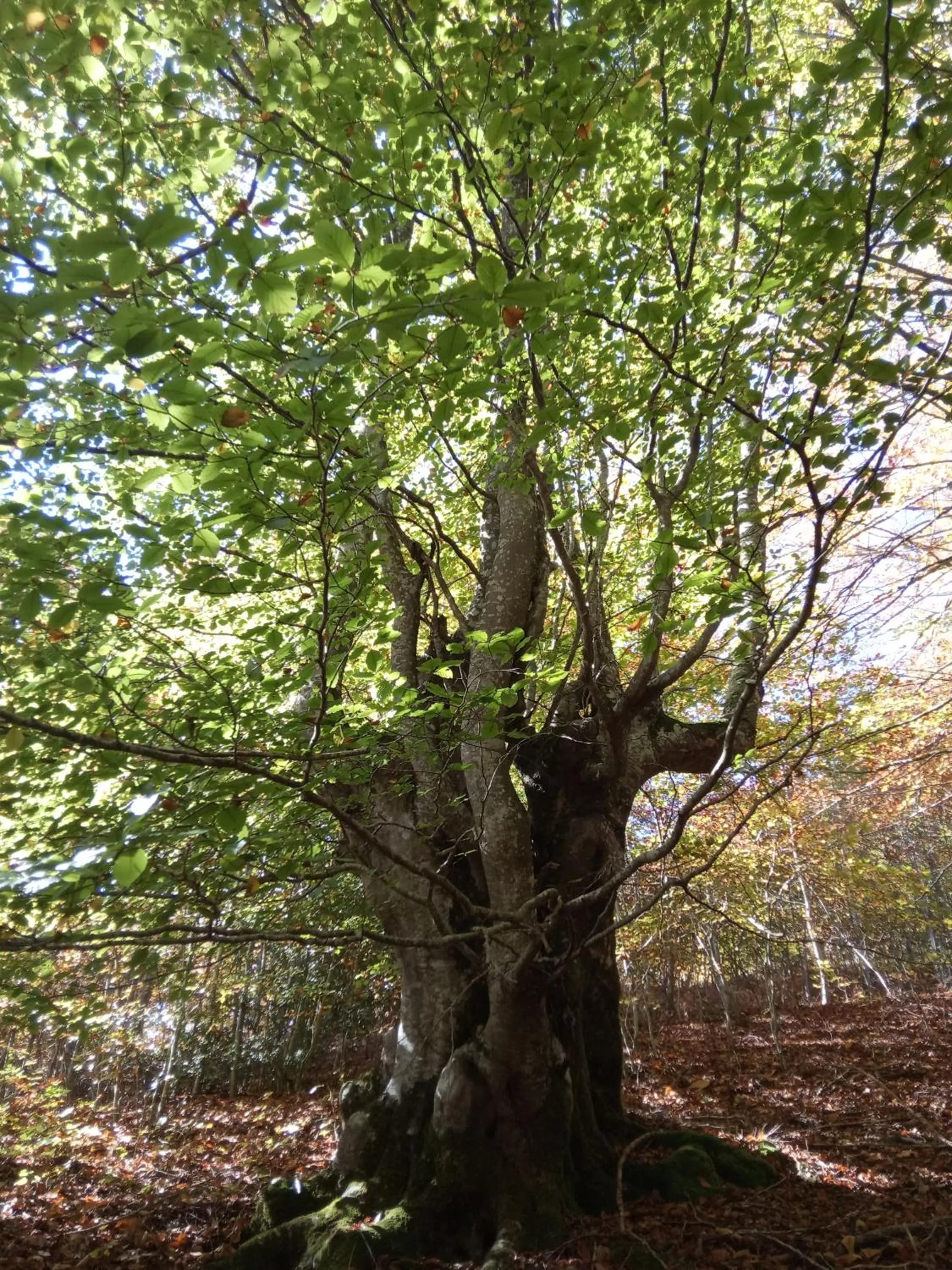 Natural landscape in Casa Rural Ecológica Kaaño Etxea el Bosque y la Naturaleza Sentir