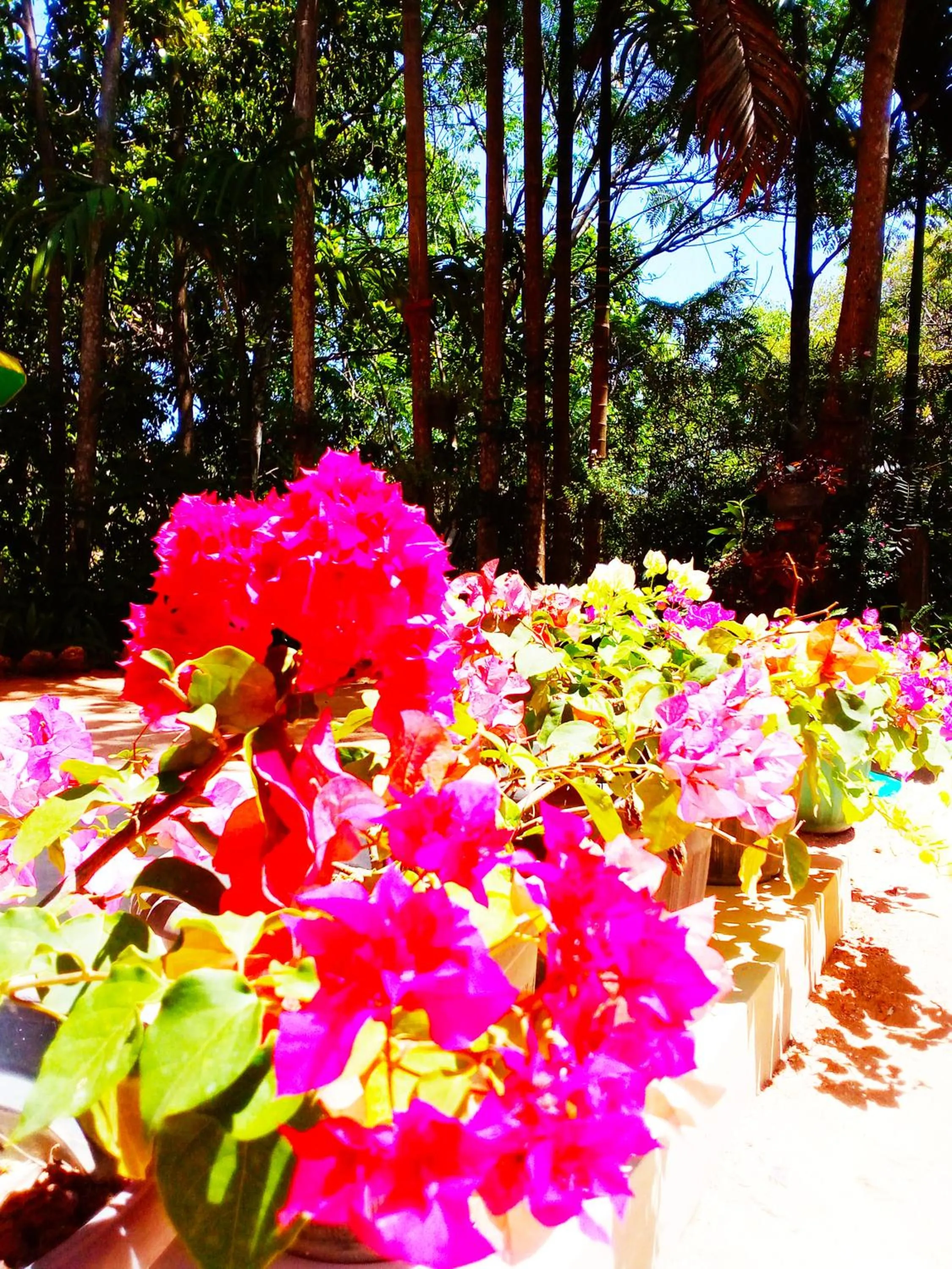 Garden in Ella Walkers Nest