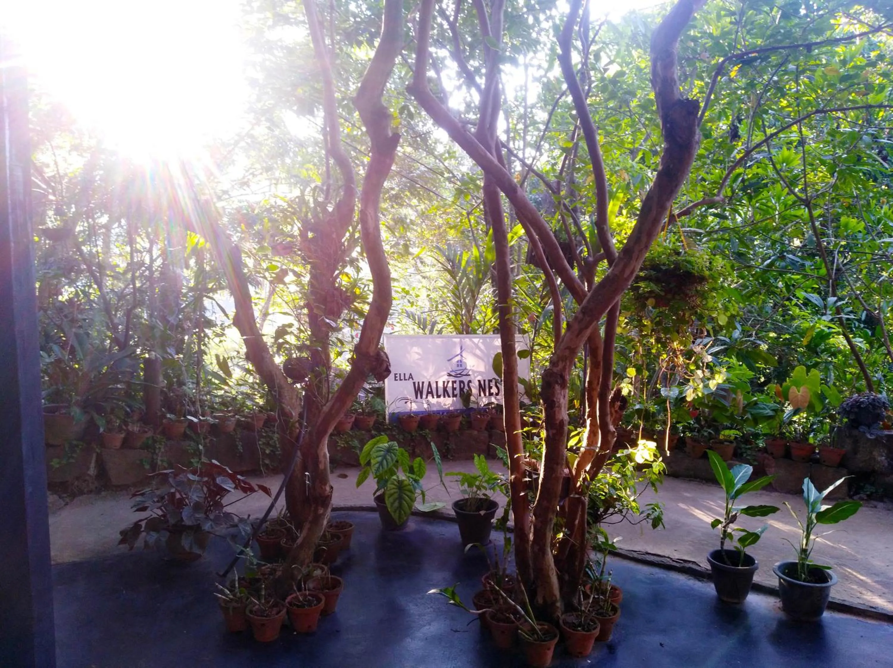 Ella Walkers Nest