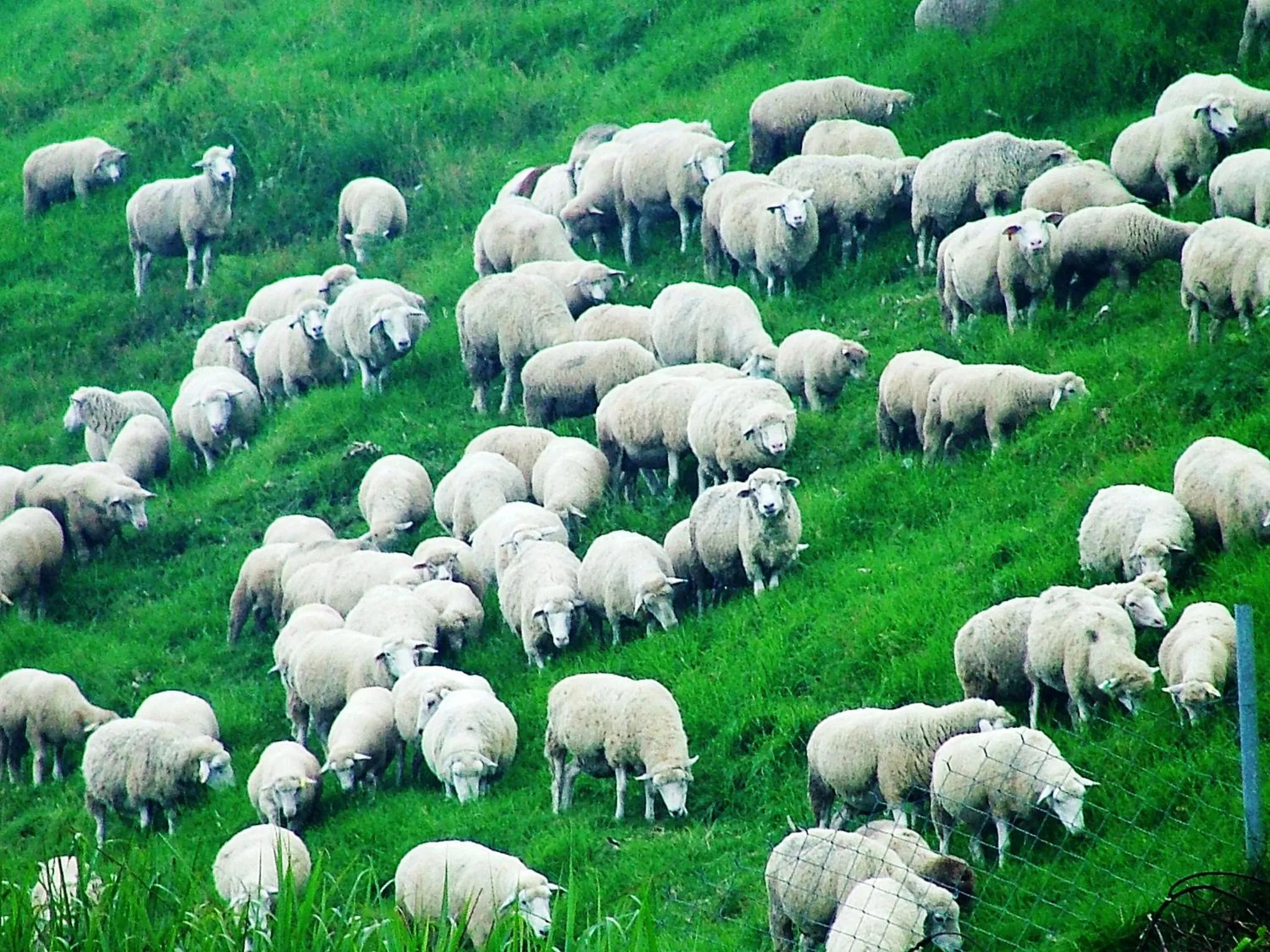 View (from property/room) in Formosa Vacation Village Homestay