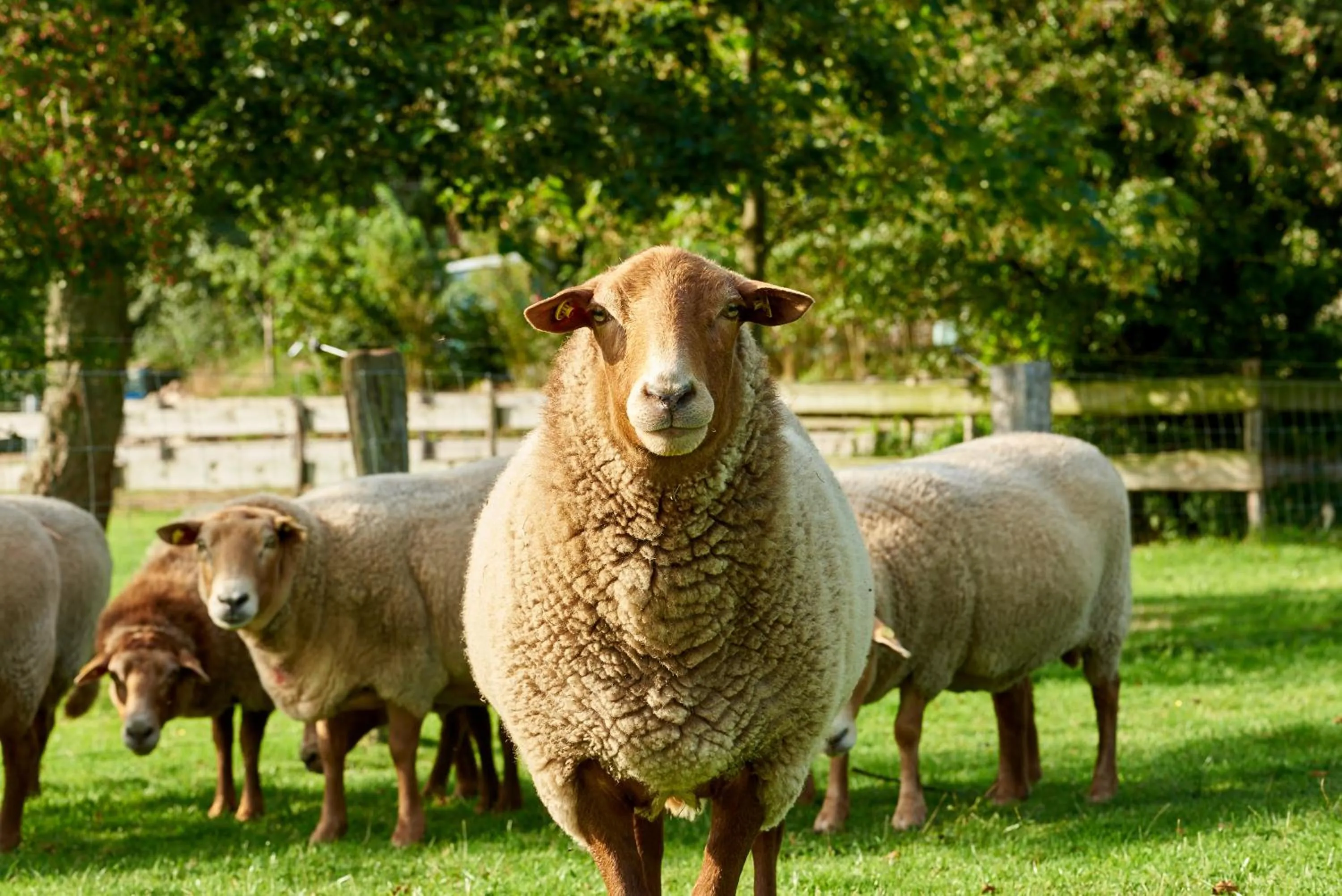 Animals in Room and kitchen im Katerberg