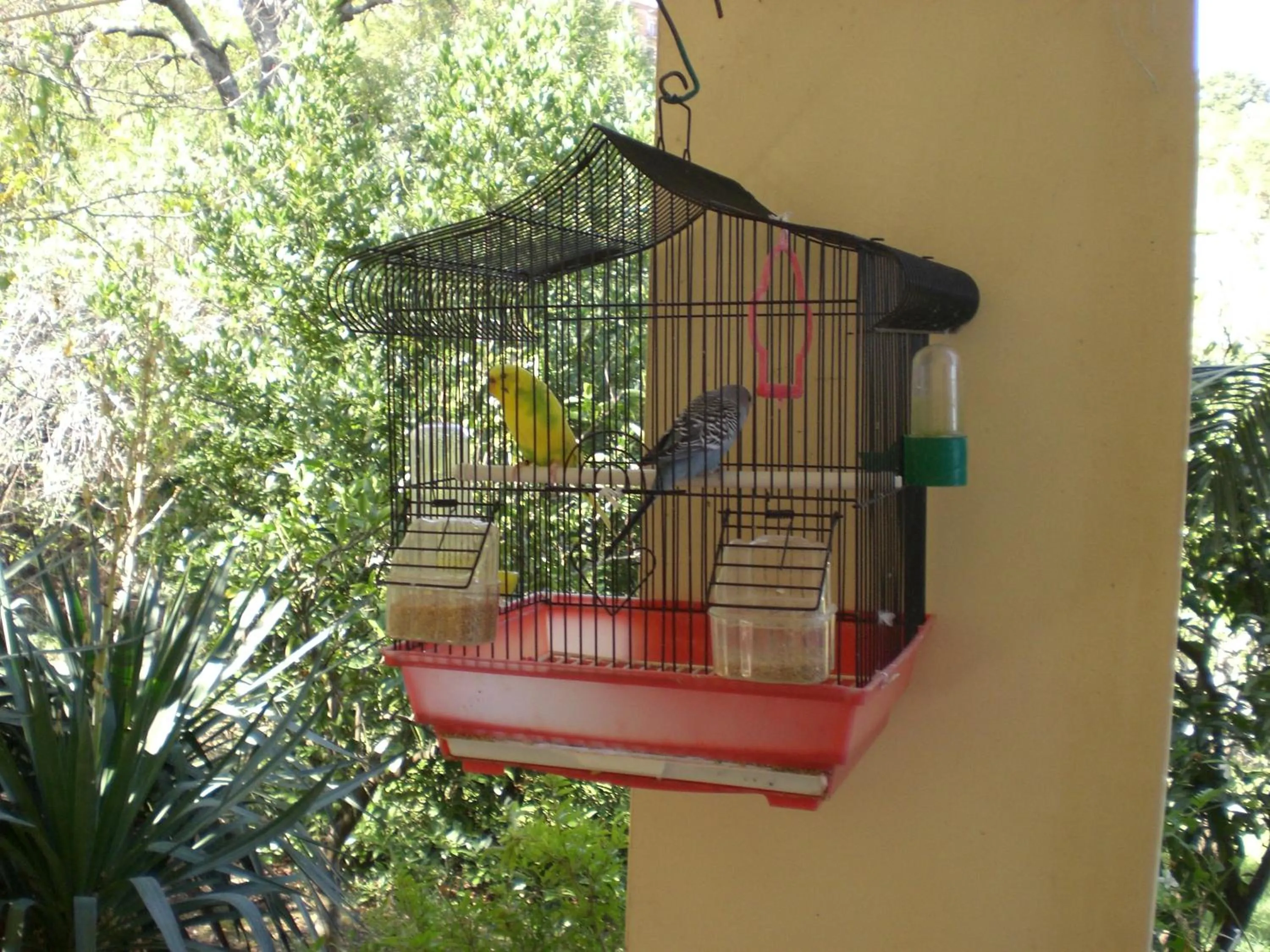 Pets in B&B Villa Calagioli