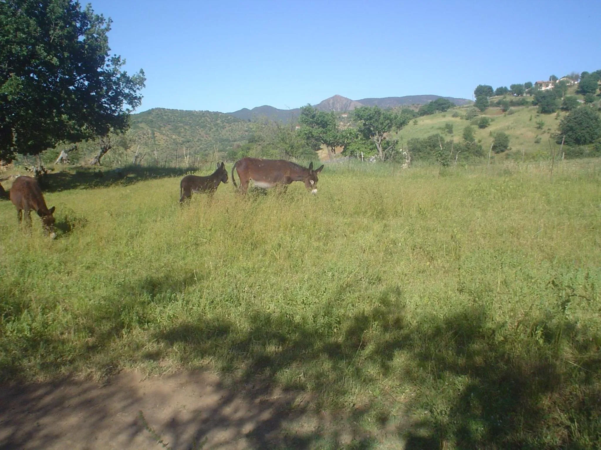 Pets in B&B Villa Calagioli