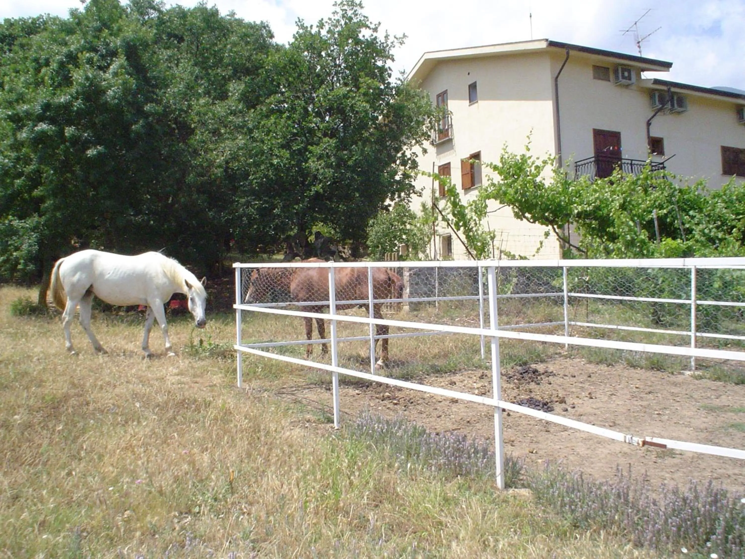Pets in B&B Villa Calagioli