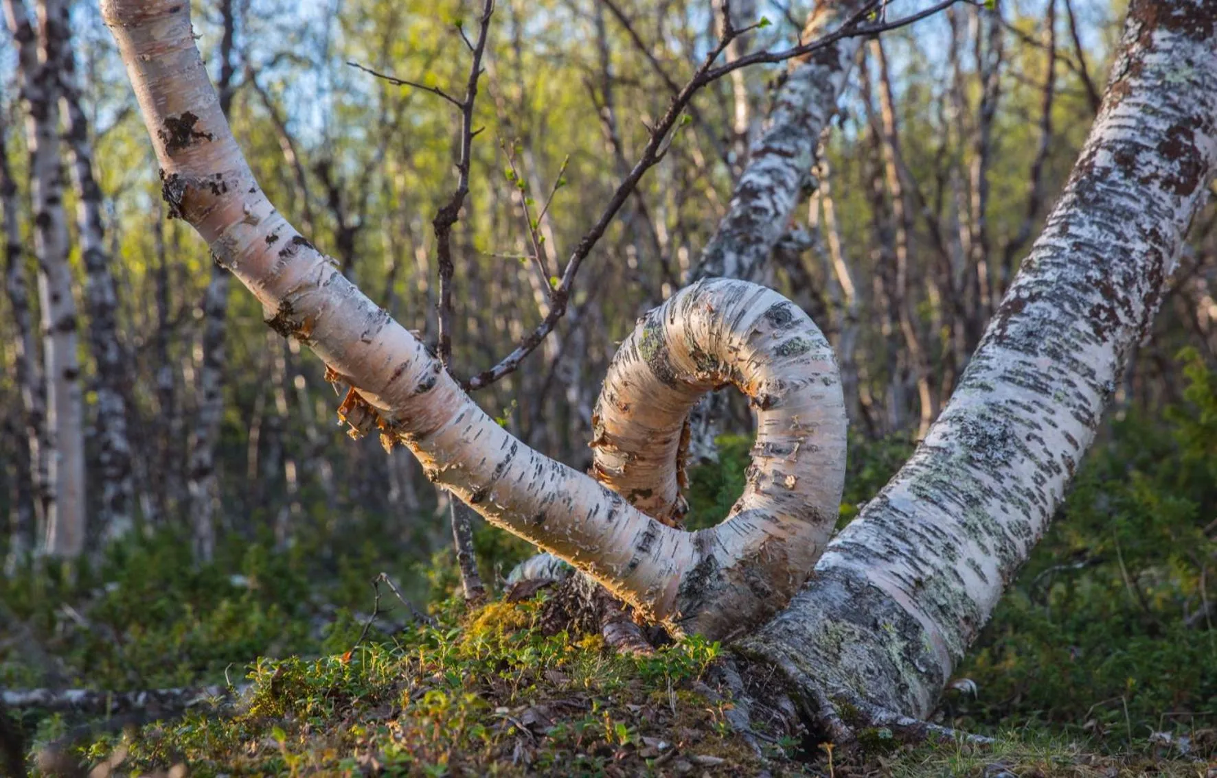 Other in Abisko Guesthouse & Activities