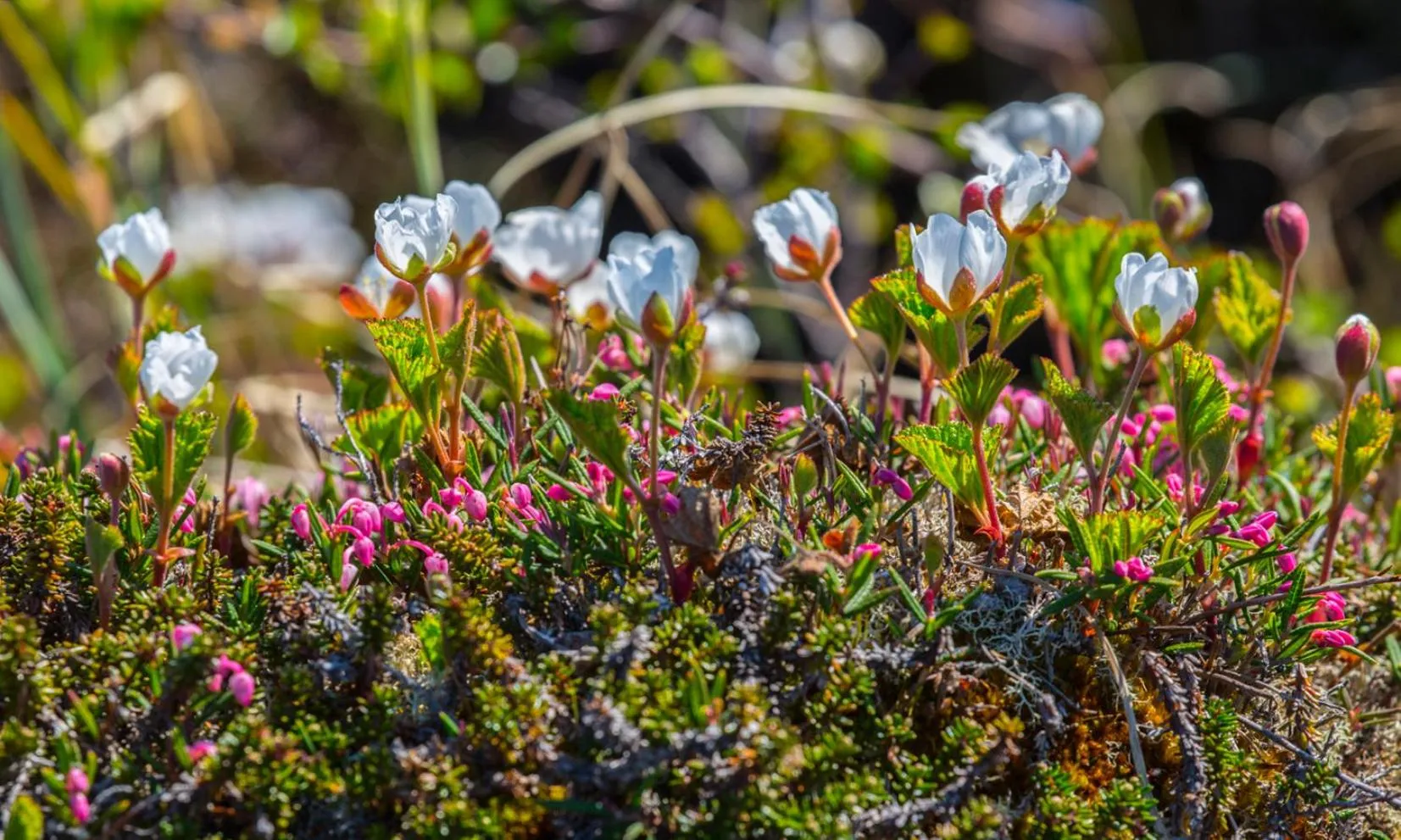 Other in Abisko Guesthouse & Activities
