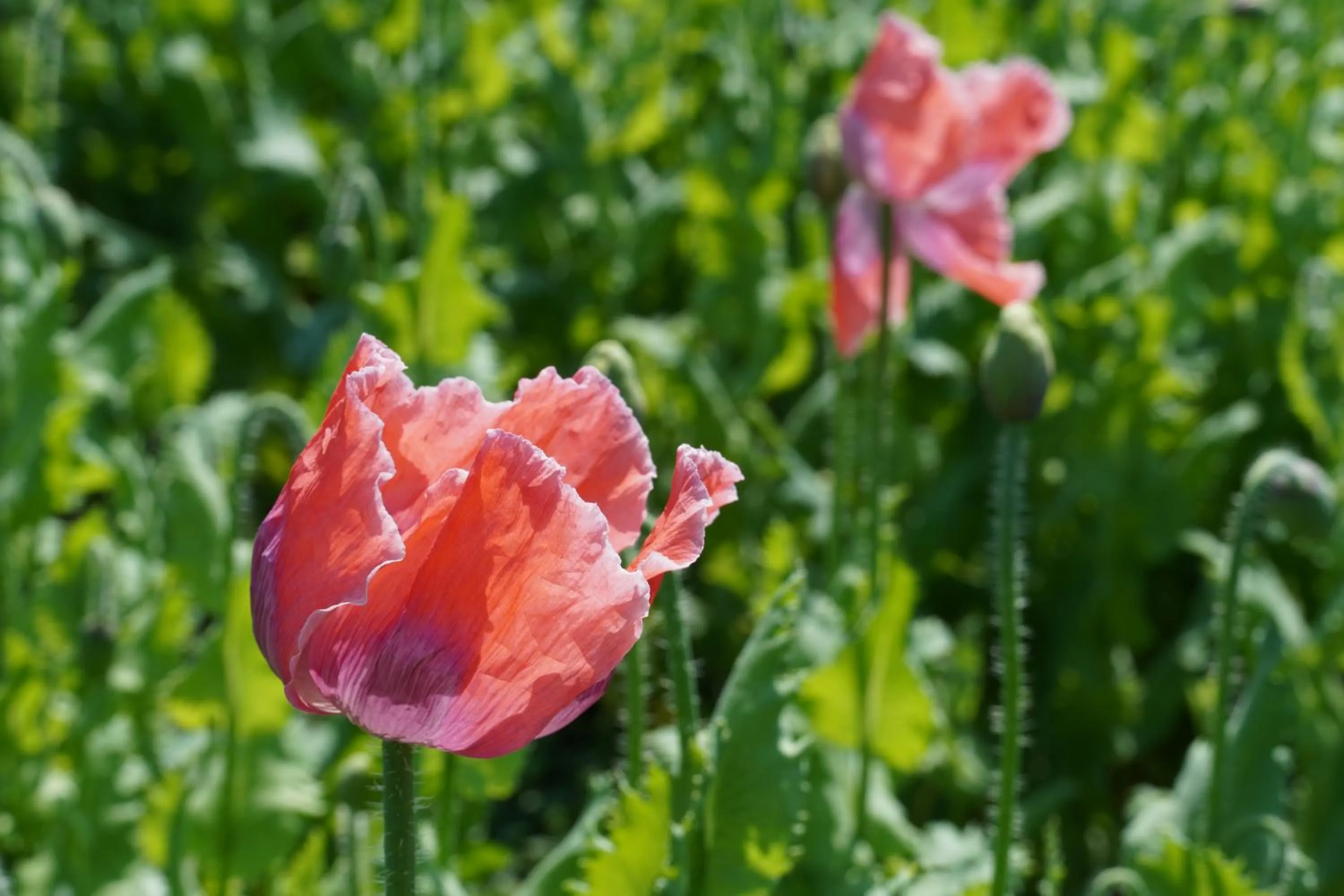 Schlosshotel Rosenau Superior