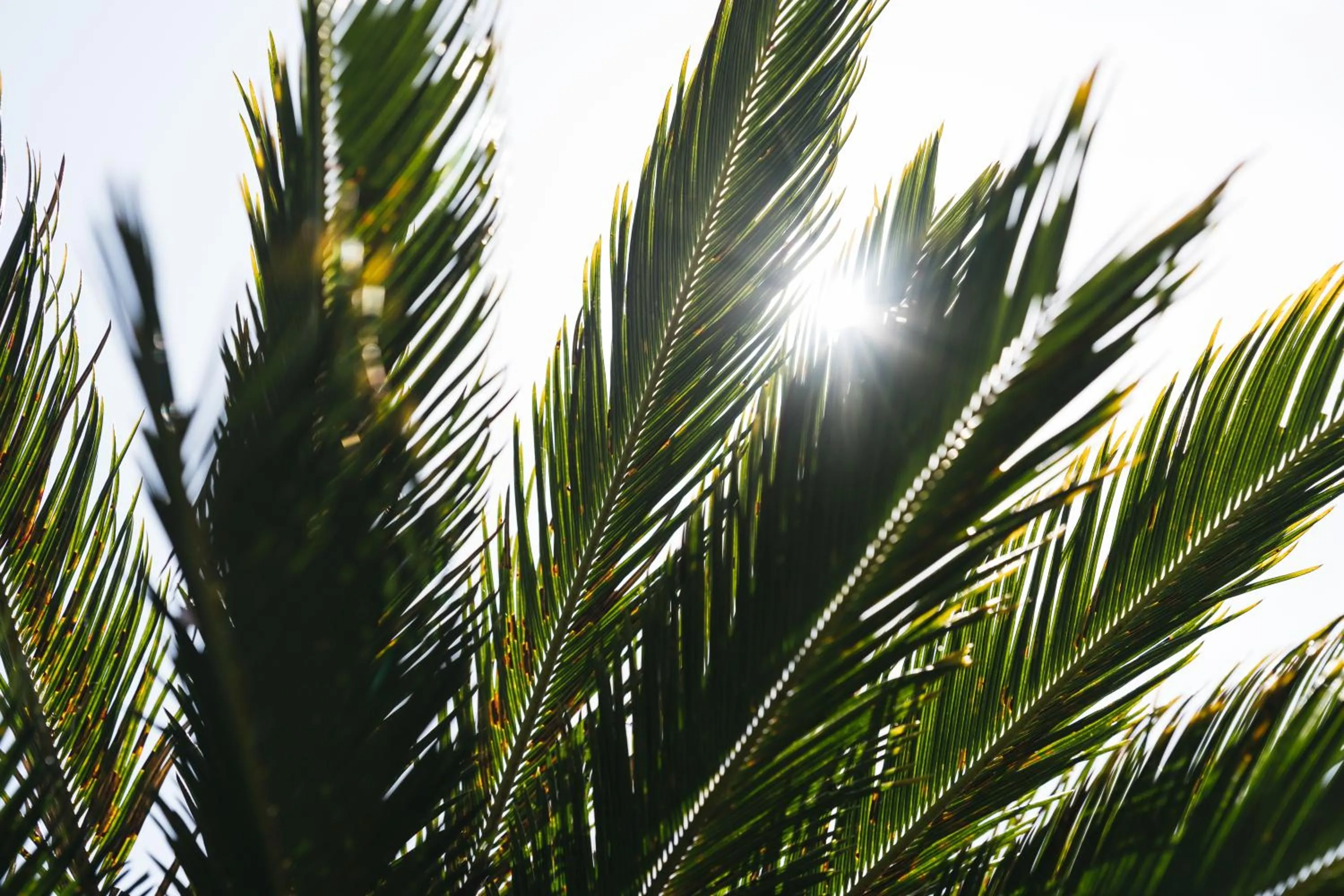 Decorative detail in PAAK Hotel
