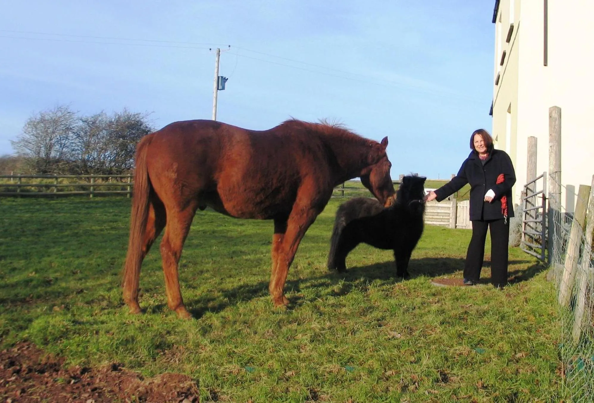 Animals in Lamphey Park