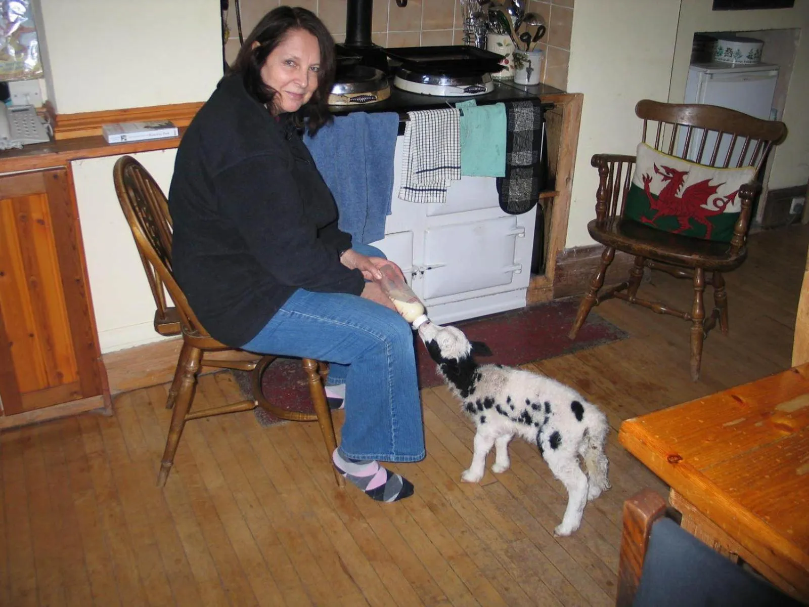 Animals in Lamphey Park