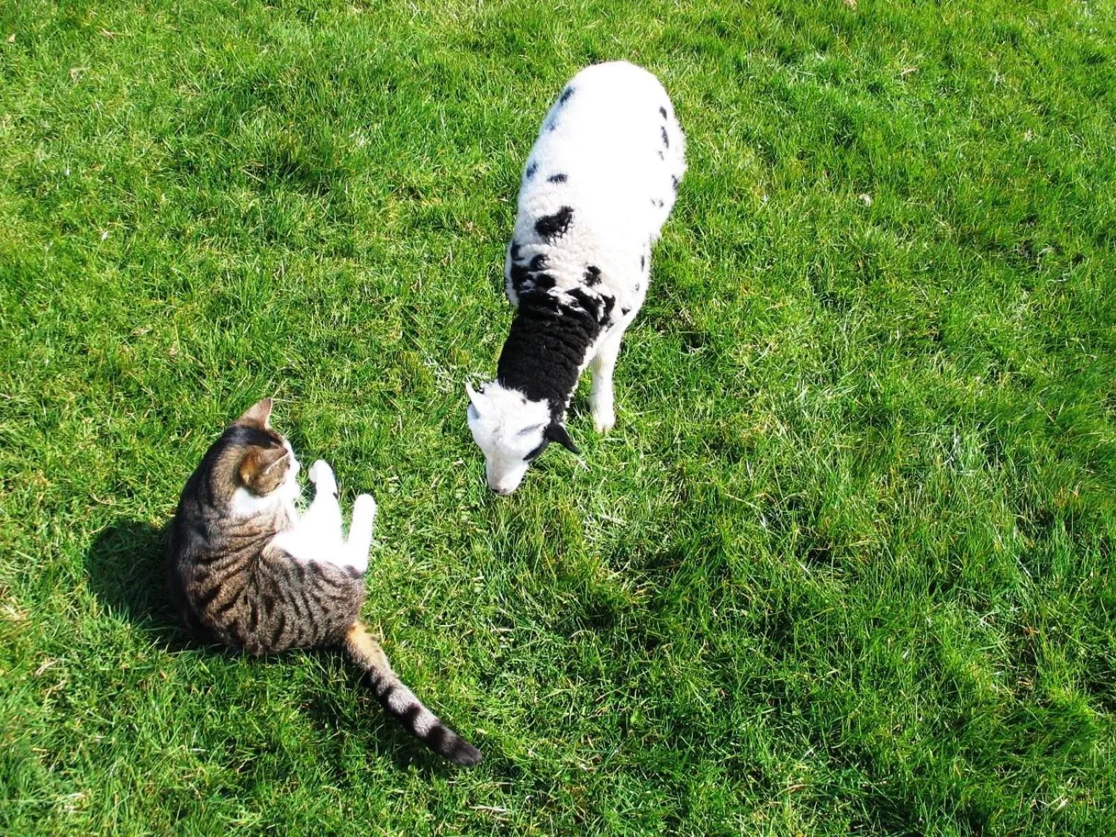Animals in Lamphey Park