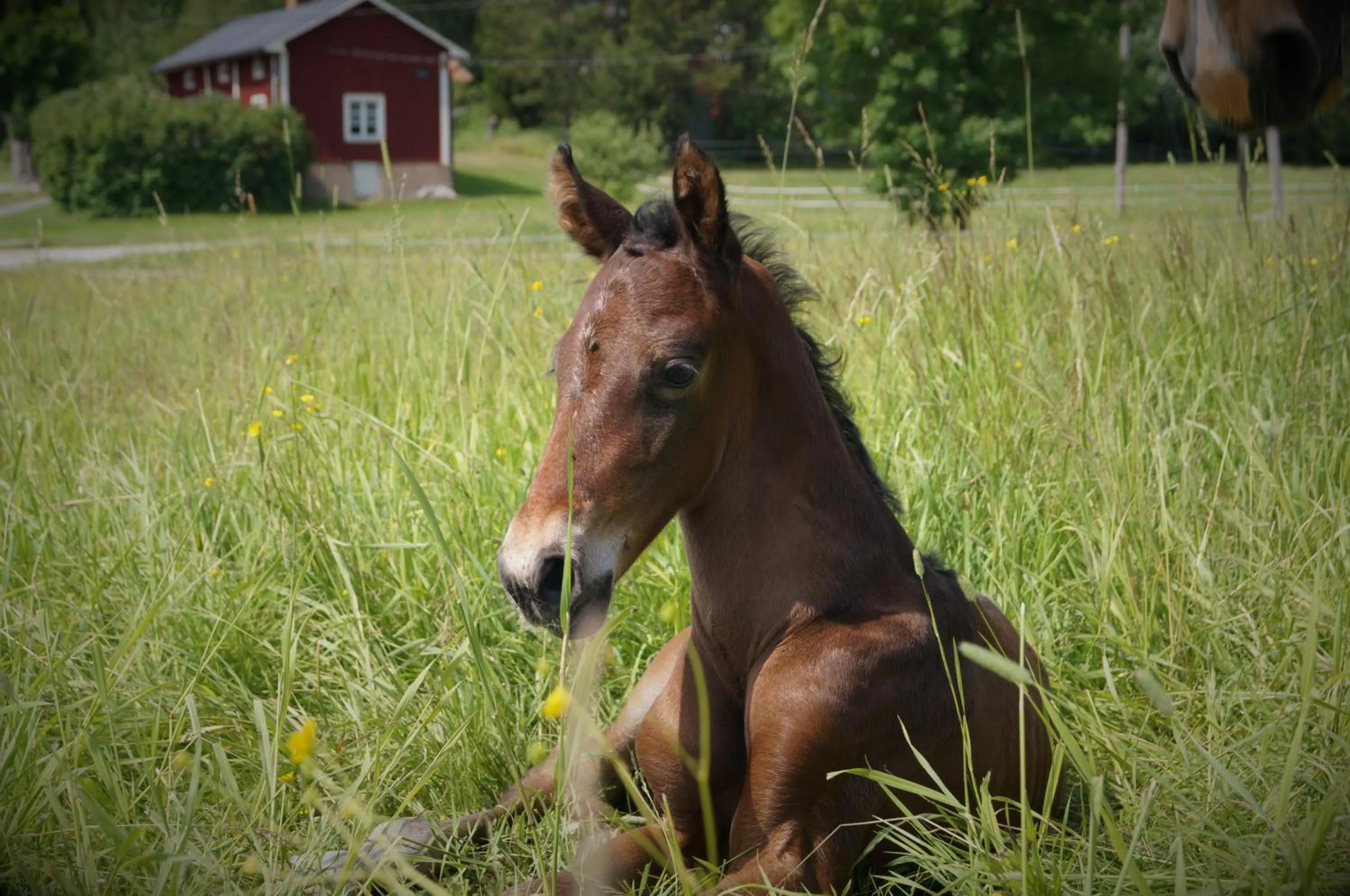 View (from property/room) in Setons Stuga