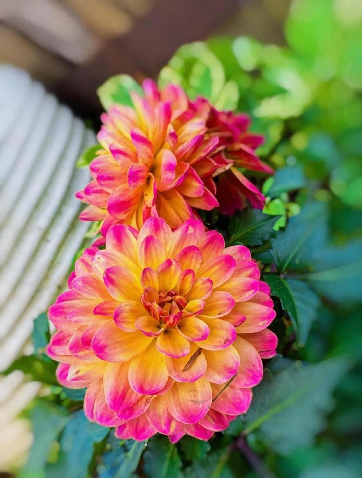 Homestead Inn - Blowing Rock