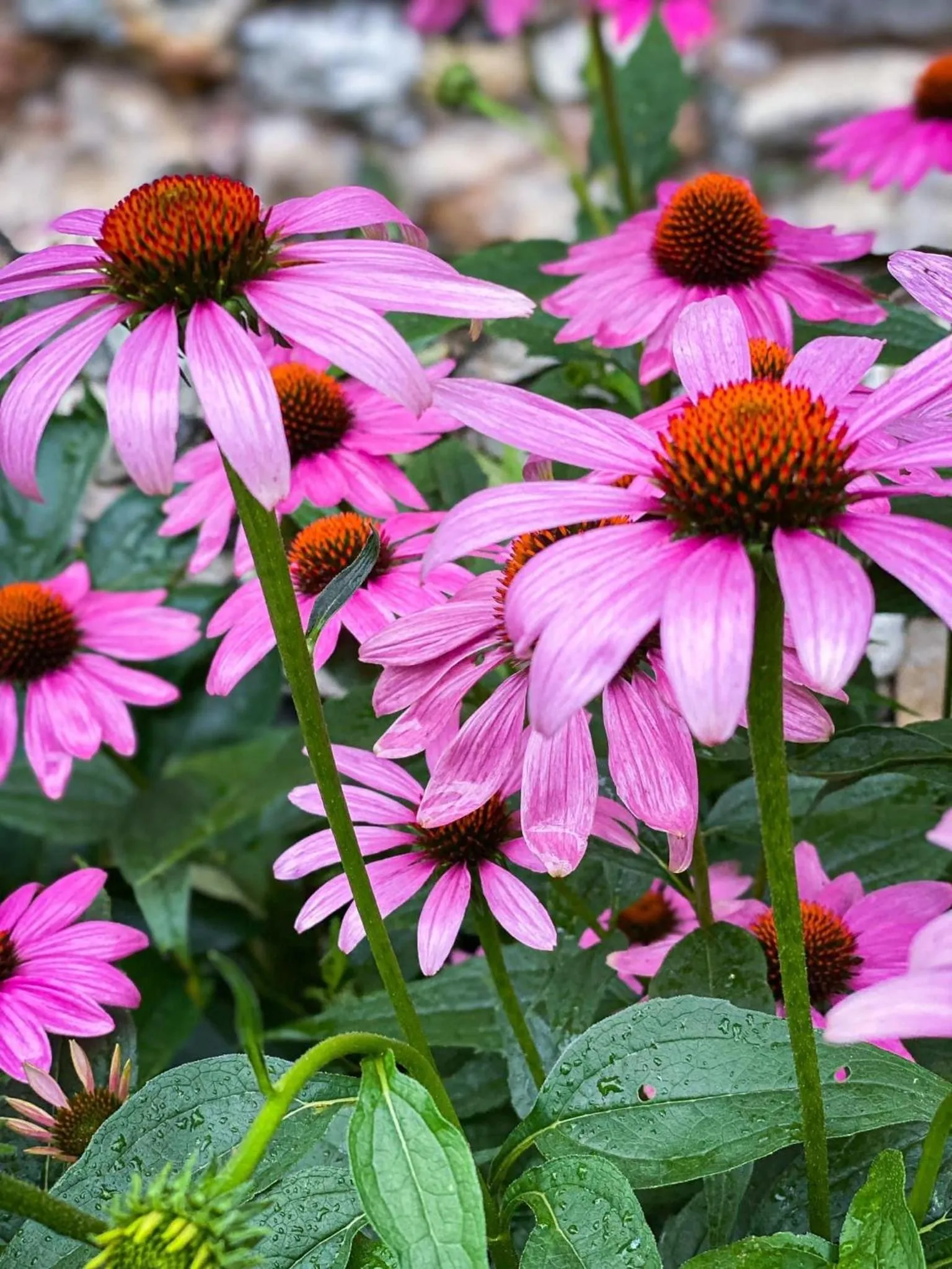 Homestead Inn - Blowing Rock