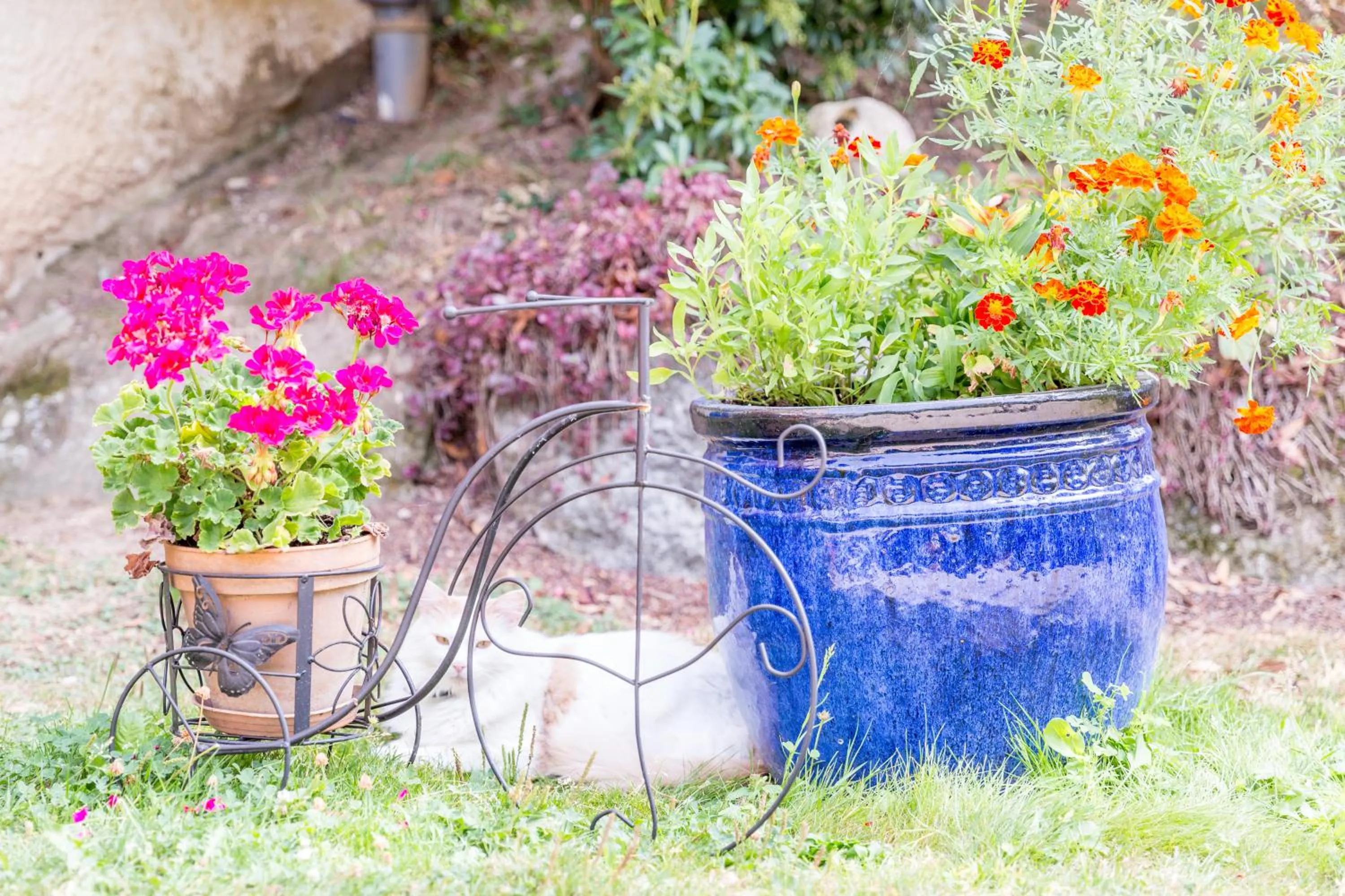 Garden in Chambres et table d'hôtes Floromel La Souterraine en rez de chaussee