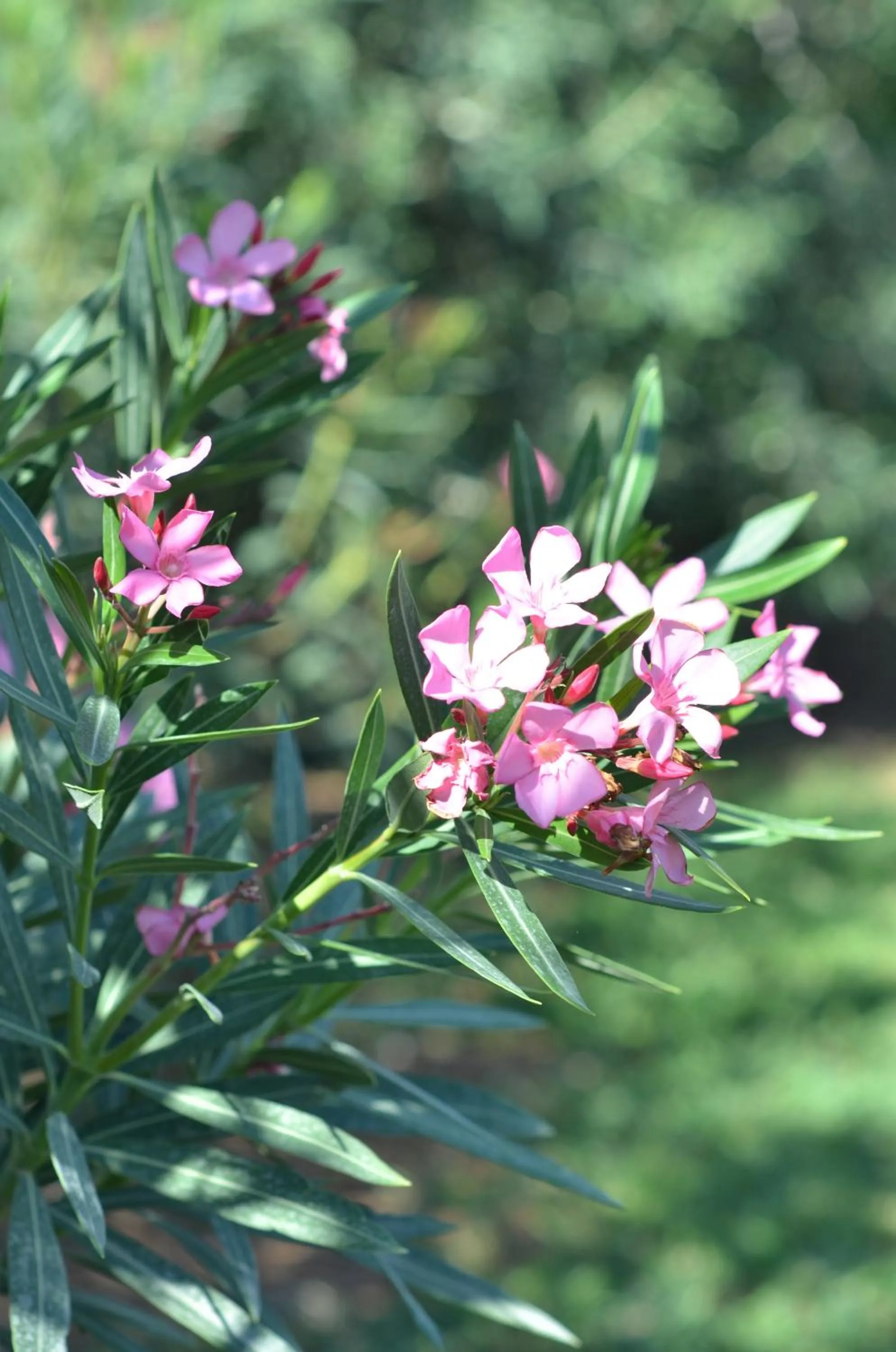 Garden view in Villa Teti - Sicilia