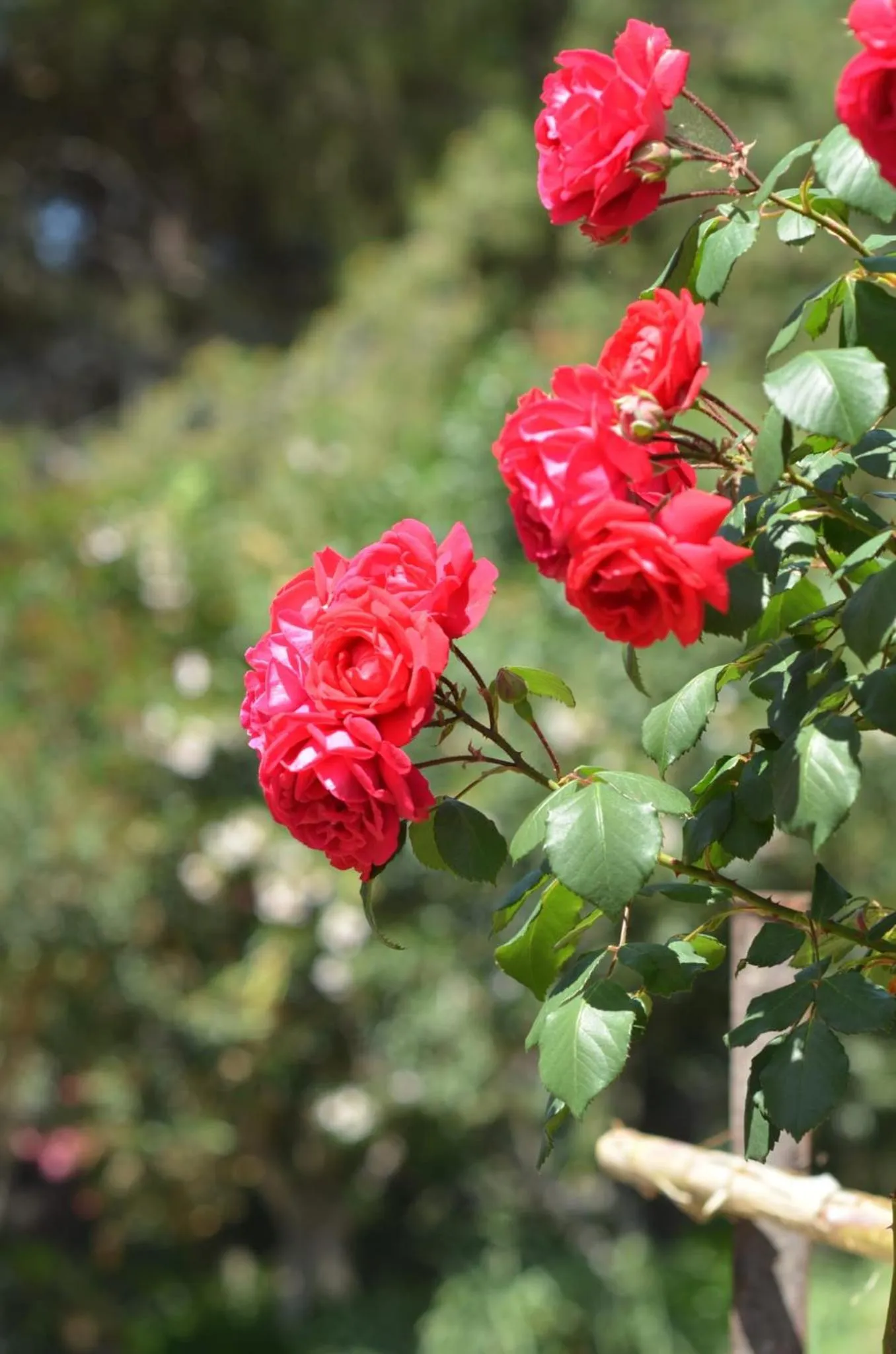 Garden in Villa Teti - Sicilia