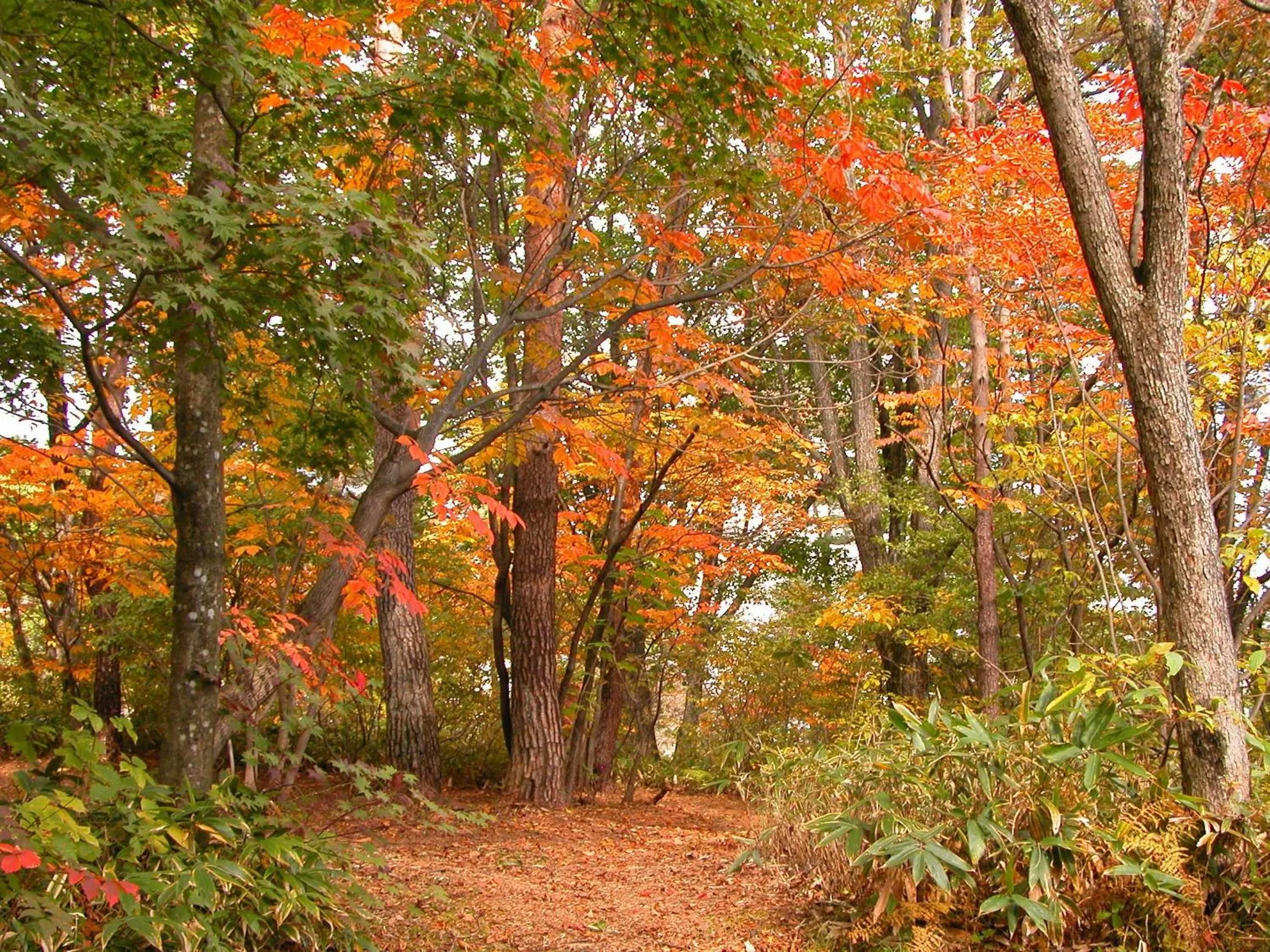 Property building in Kusatsu Onsen Hotel Village