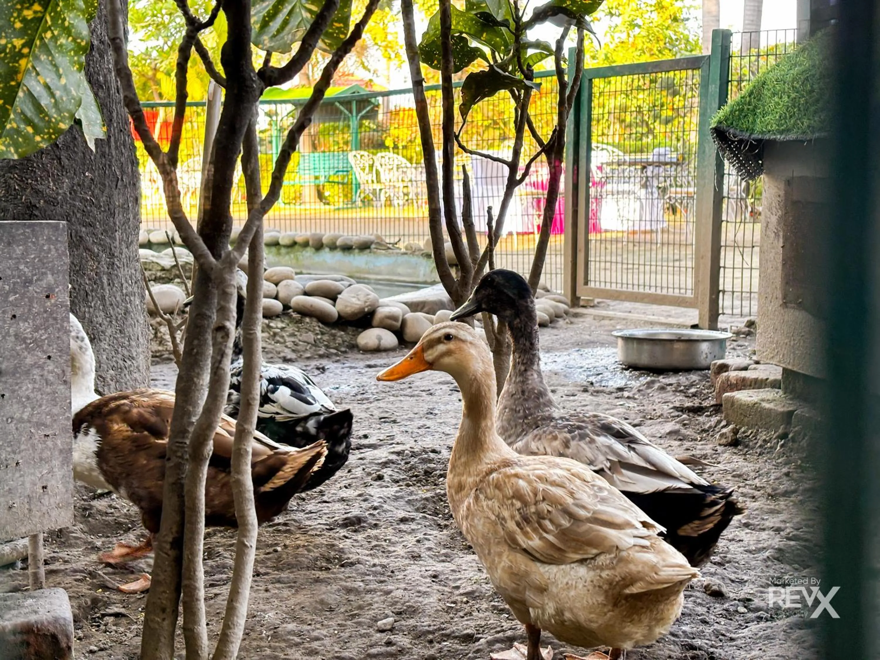 Animals in The Neeraj River Forest Resort Ayurvedic Wellness Center
