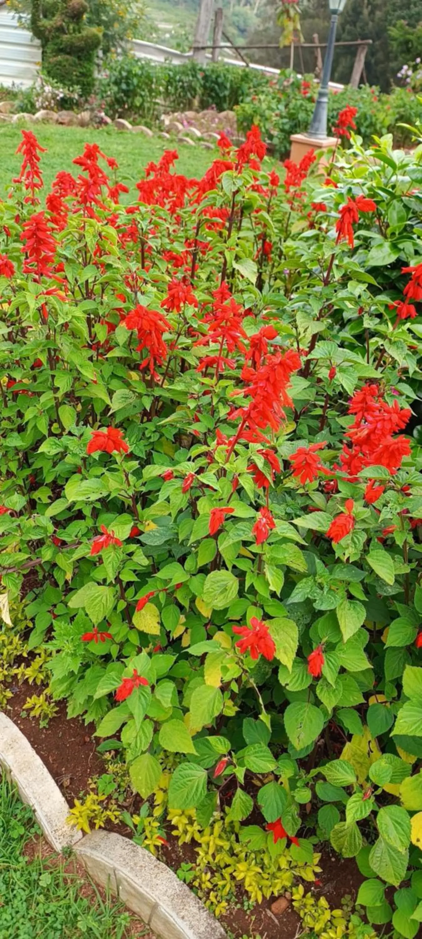 Spring in Yantra Resort, Ooty