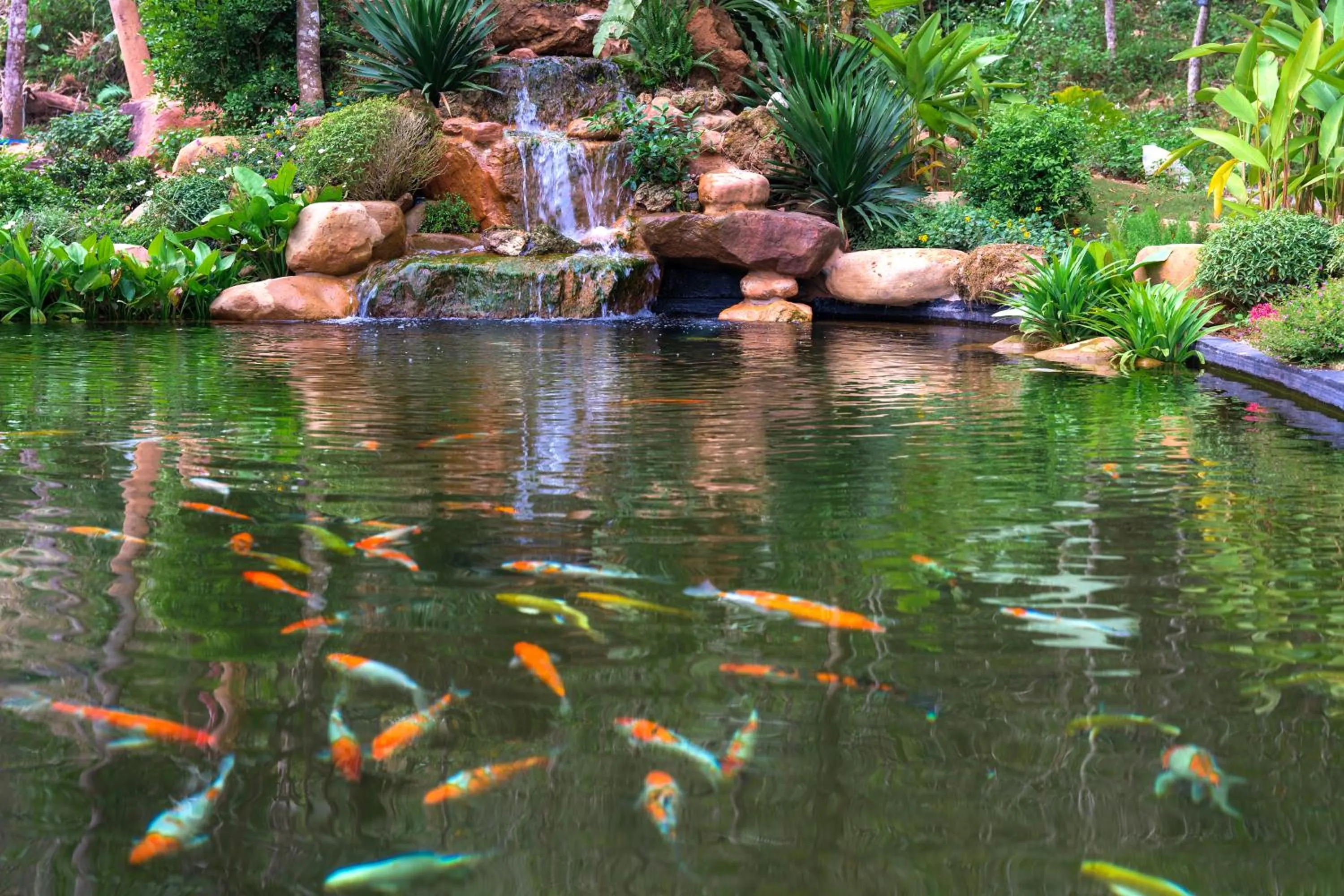 Animals in Avana Retreat