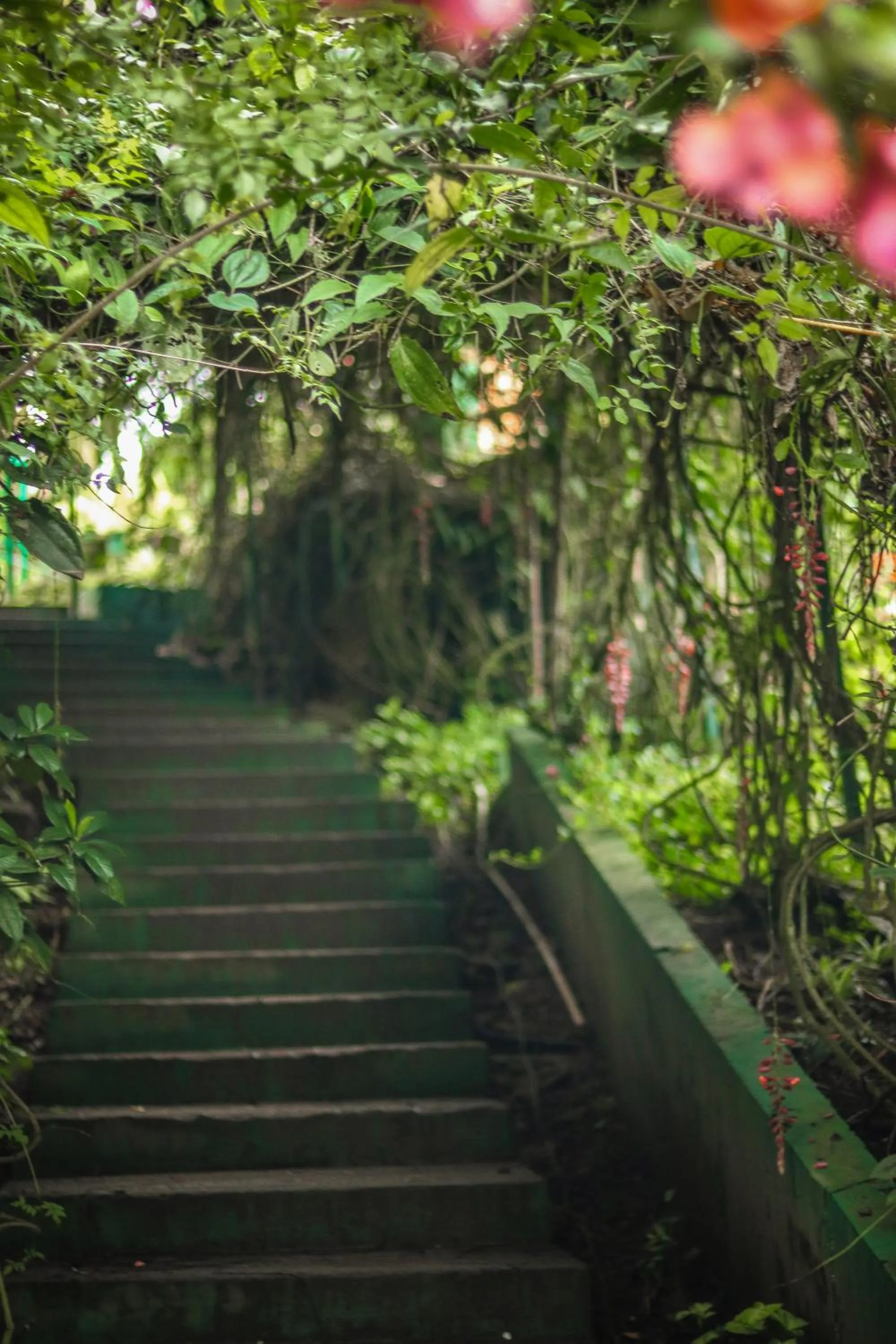 Garden in Edens Munnar