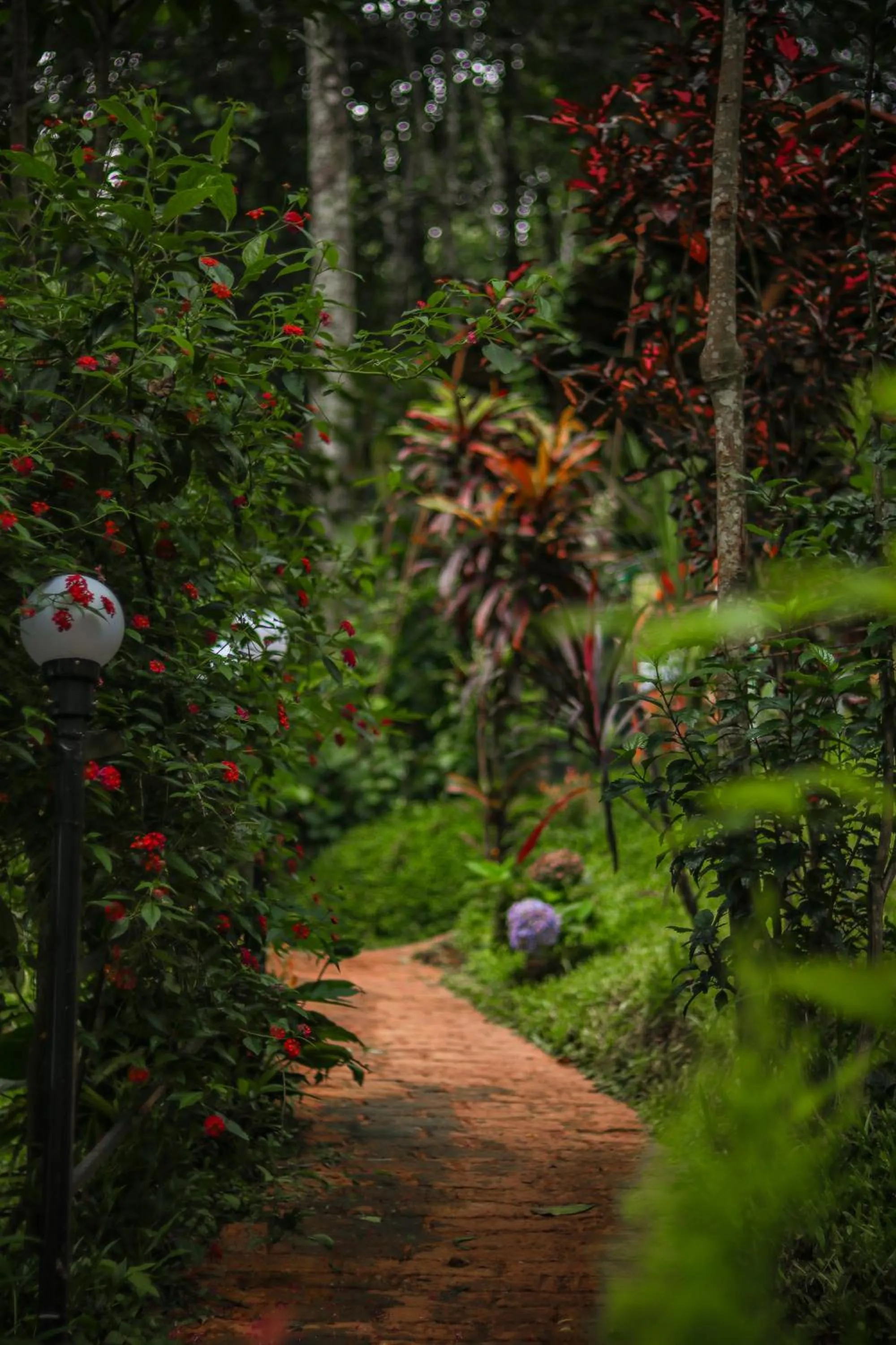 Garden in Edens Munnar