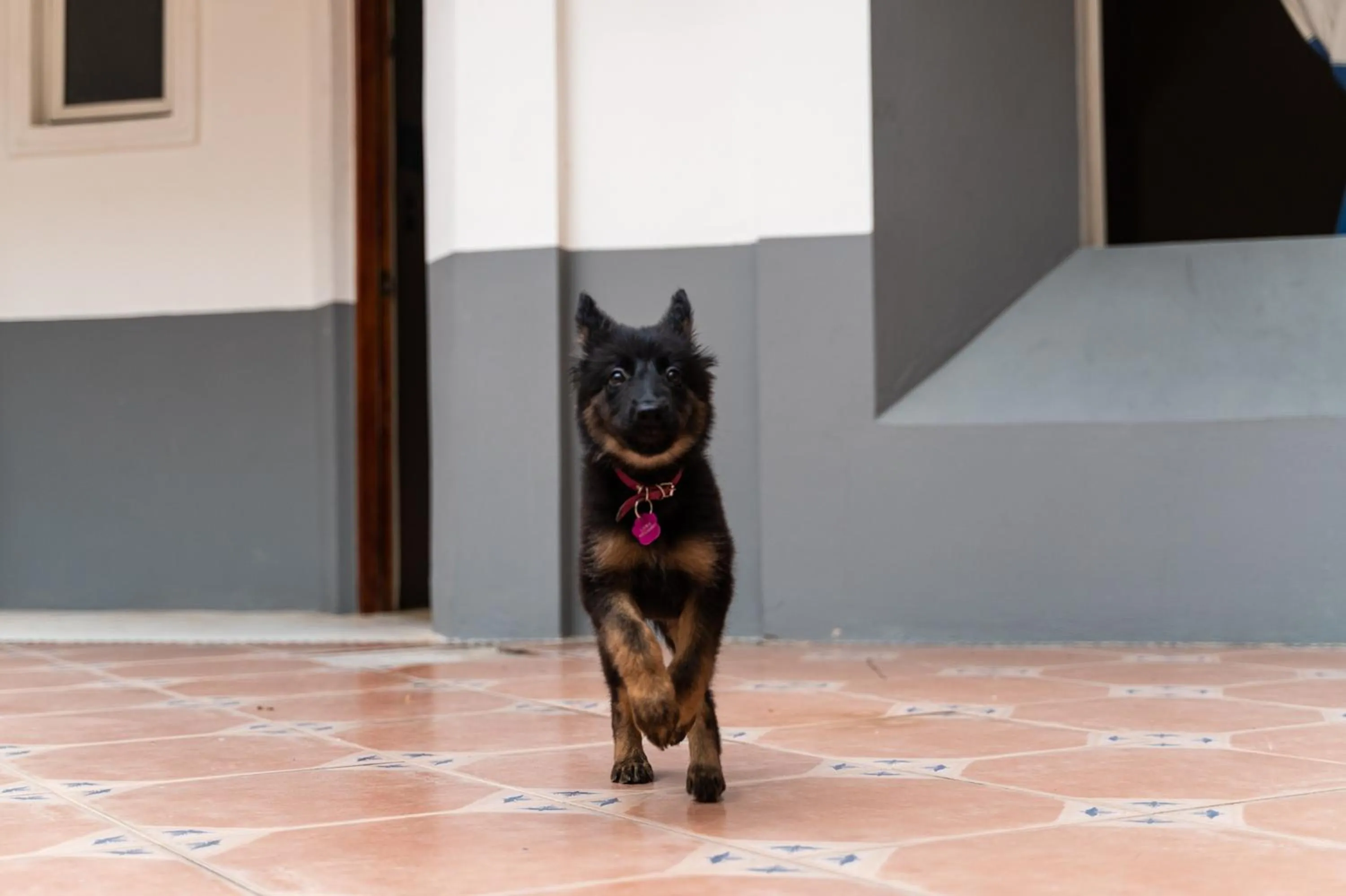pet friendly in Hotel Om Huatulco