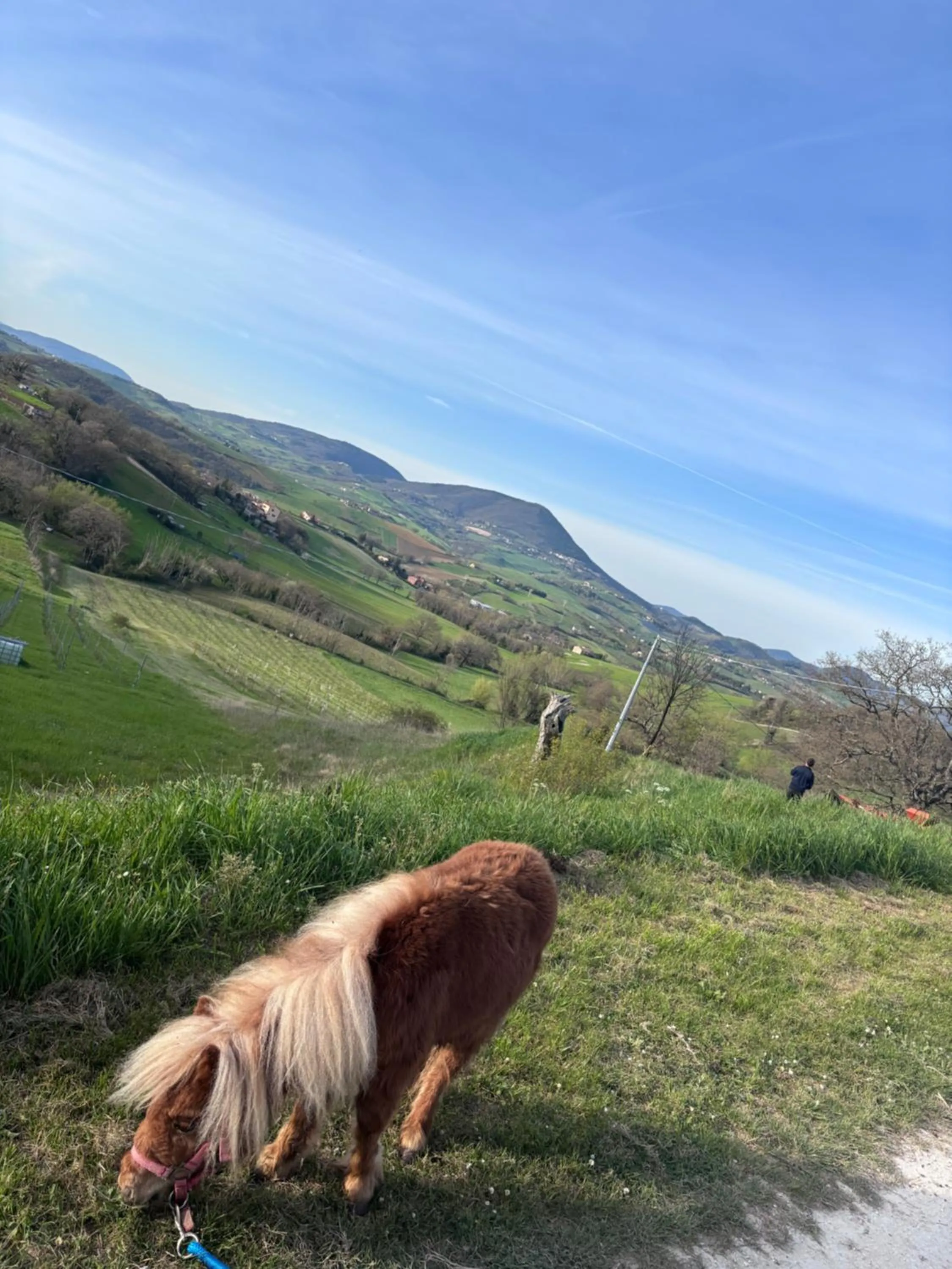 Agriturismo B&B La Cerasa